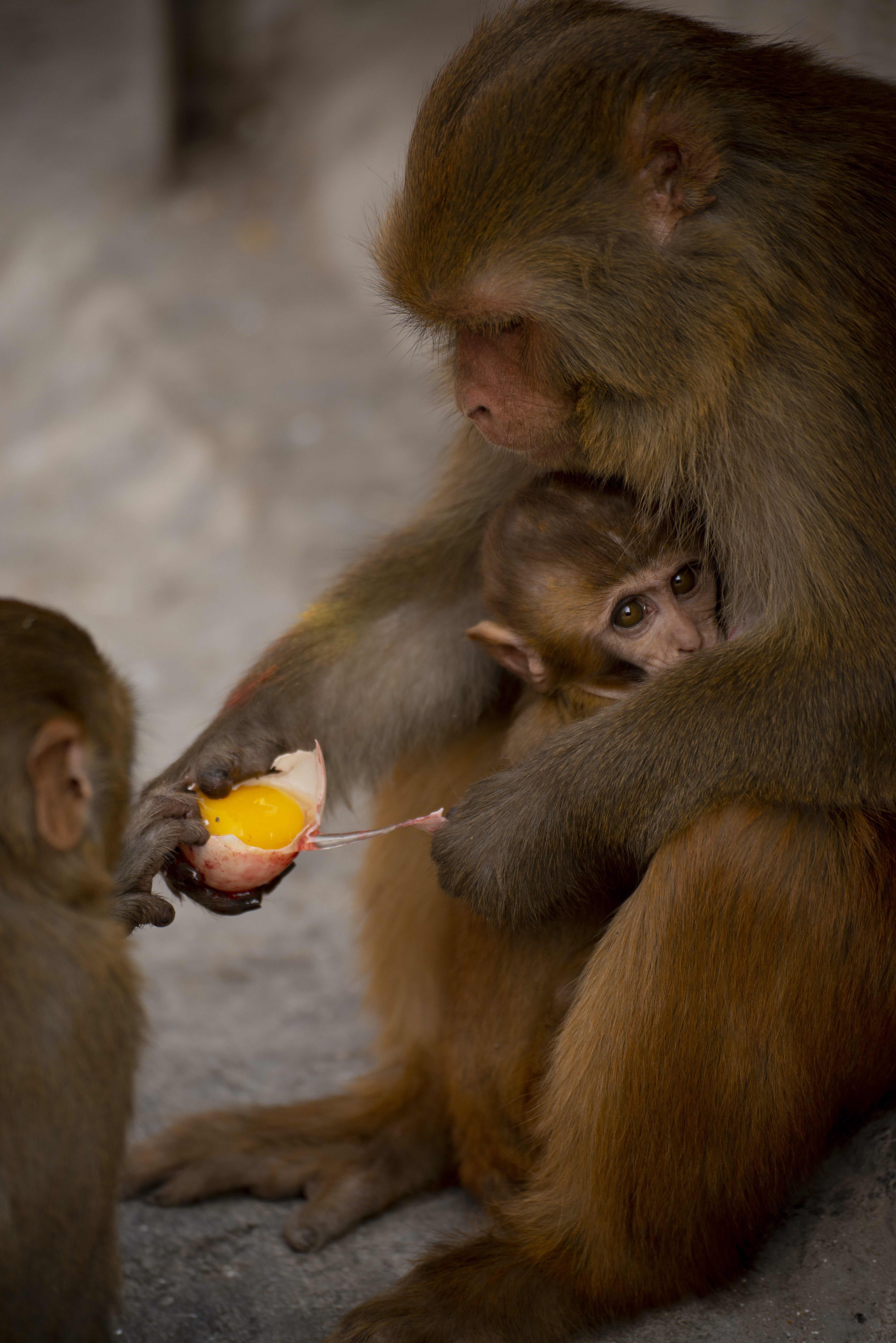 nepal, brown, swayambhunath temple, focus on foreground, animal wildlife, holding, young animal, wildlife, monkey, feeding, food, people, kathmandu, food and drink, Phone HD Wallpaper