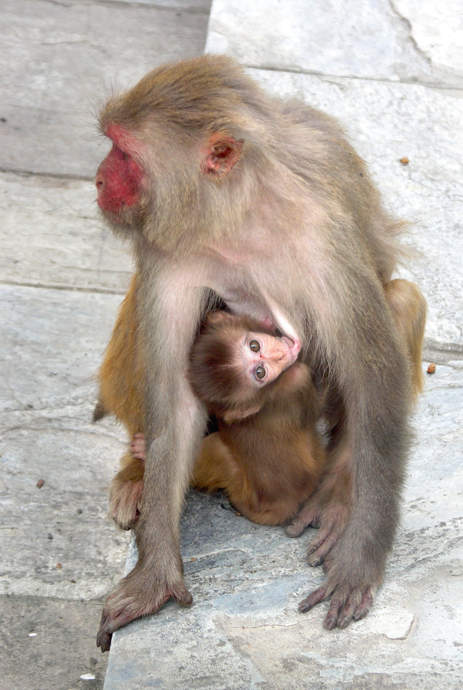 female animal, young, ape, asia, nature, 1080P, swayambhunath temple, day, monkey shrine, mammal, animals in the wild, baby, monkey with a cub, group of animals, Phone HD Wallpaper