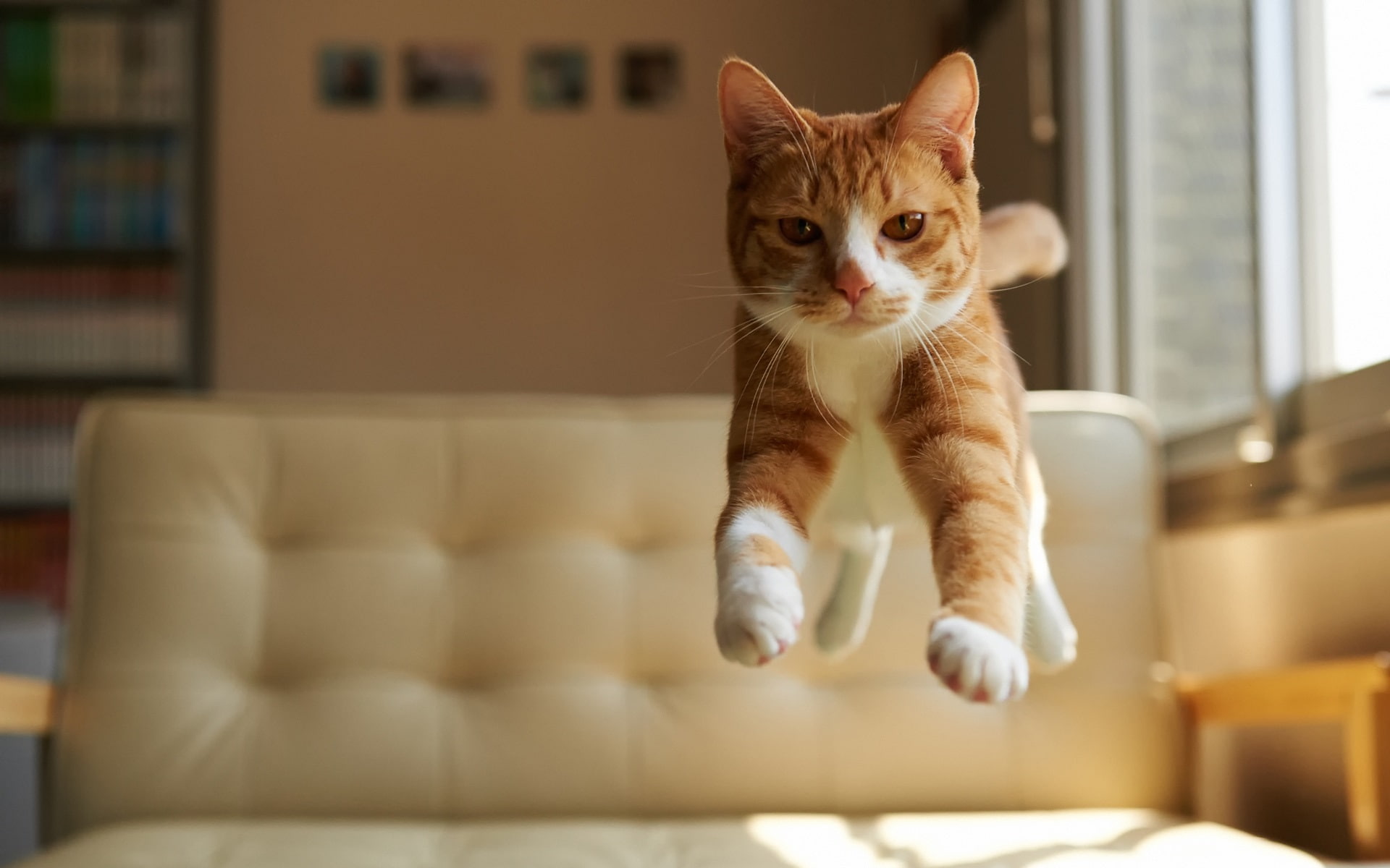 Cat, Jump, 1080P, House, HD Wallpaper