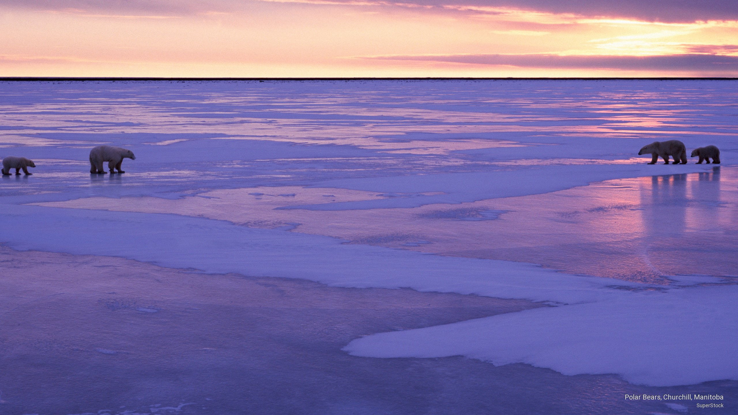 2K, churchill, Animals, manitoba, bears, polar, HD Wallpaper