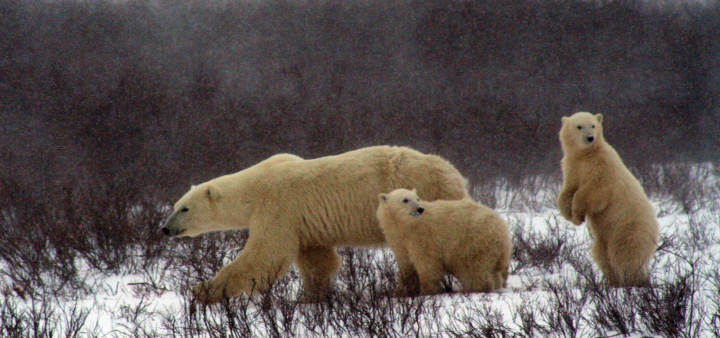 field, two animals, cold temperature, animal family, animal, mother bear and cubs, no people, winter, nature, 2K, animals in the wild, group of animals, HD Wallpaper