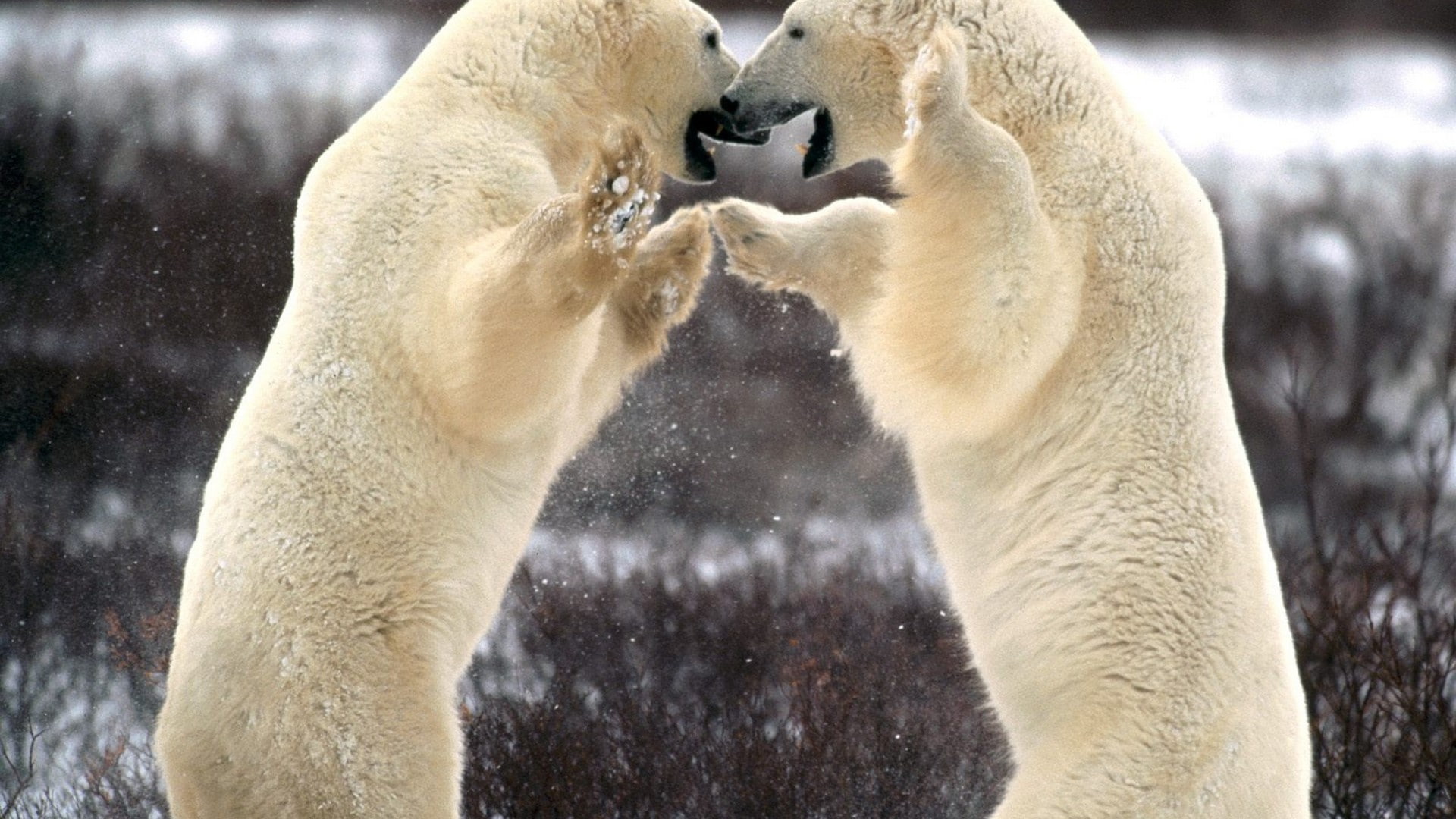 canada, 1080P, animals, bears, churchill, polar, HD Wallpaper
