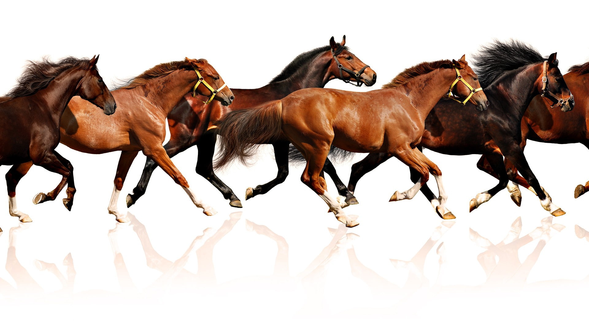 art, horses, animals, hd, 1080P, x, HD Wallpaper