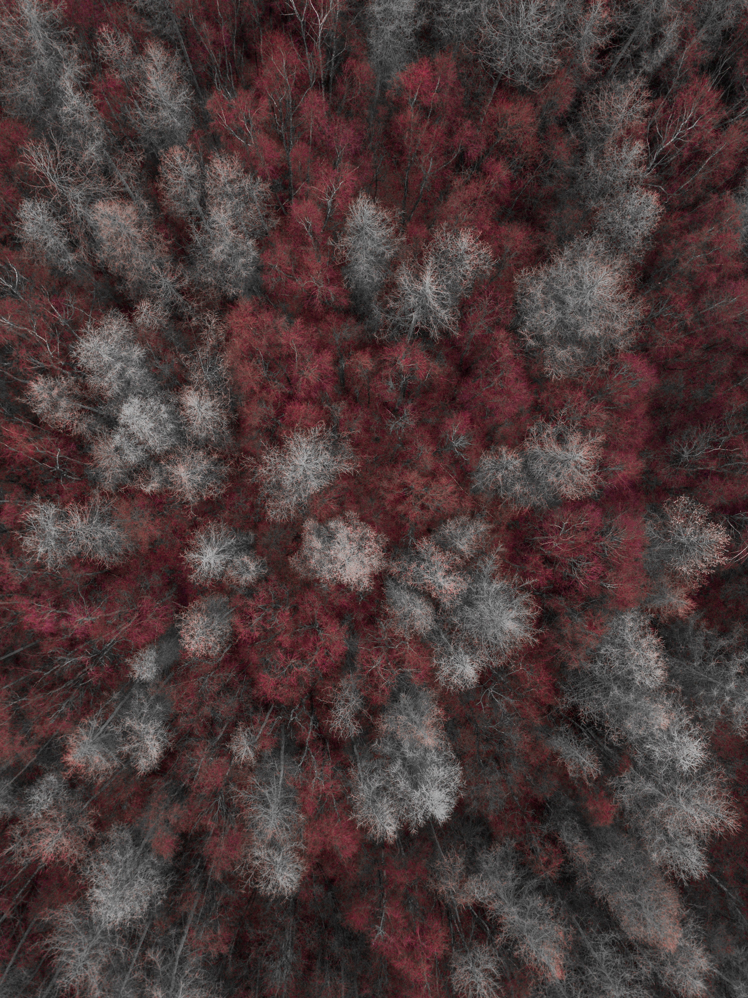 red, abstract, built structure, indoors, eye, pattern, plant, backgrounds, architecture, gray, textile, spotted, grey, close-up, no people, leaves, view, Phone HD Wallpaper