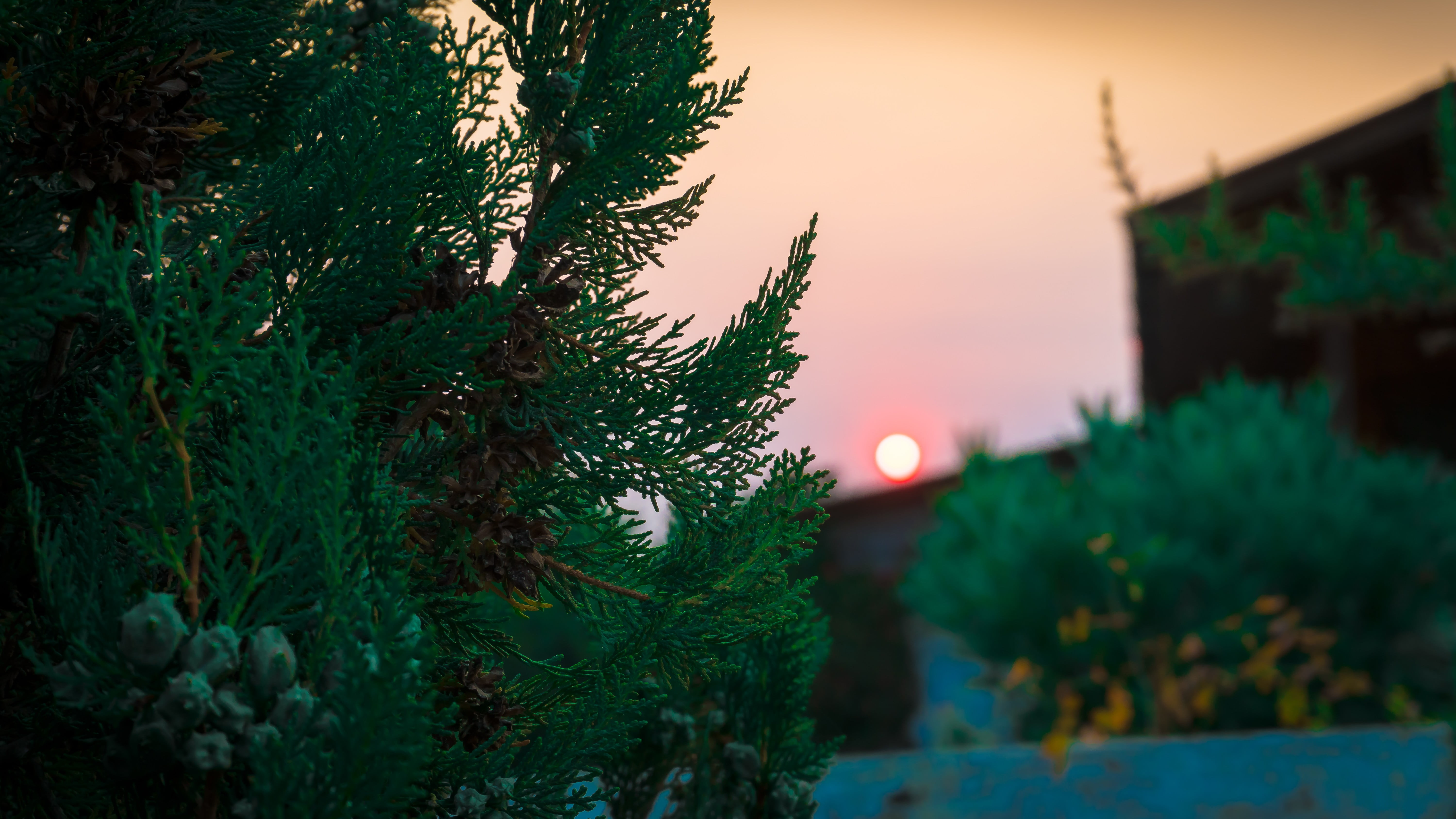 5K, sunset, beauty in nature, close-up, coniferous tree, plant, selective focus, green, Las Cruces, tree, no people, nature, outdoors, architecture, green color, HD Wallpaper