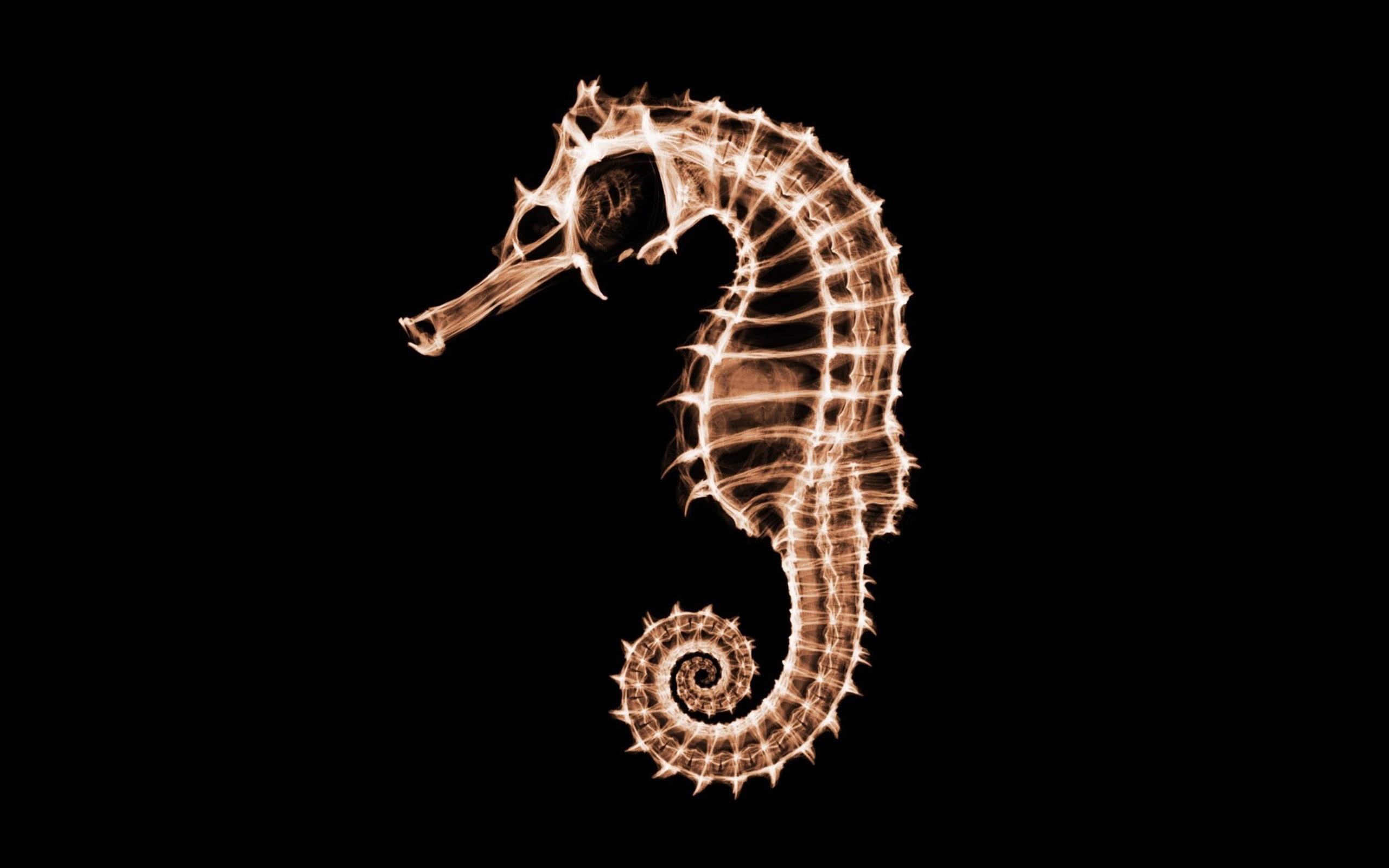 animals, background, hd, 2K, black, art, seahorses, horses, Abstract, HD Wallpaper