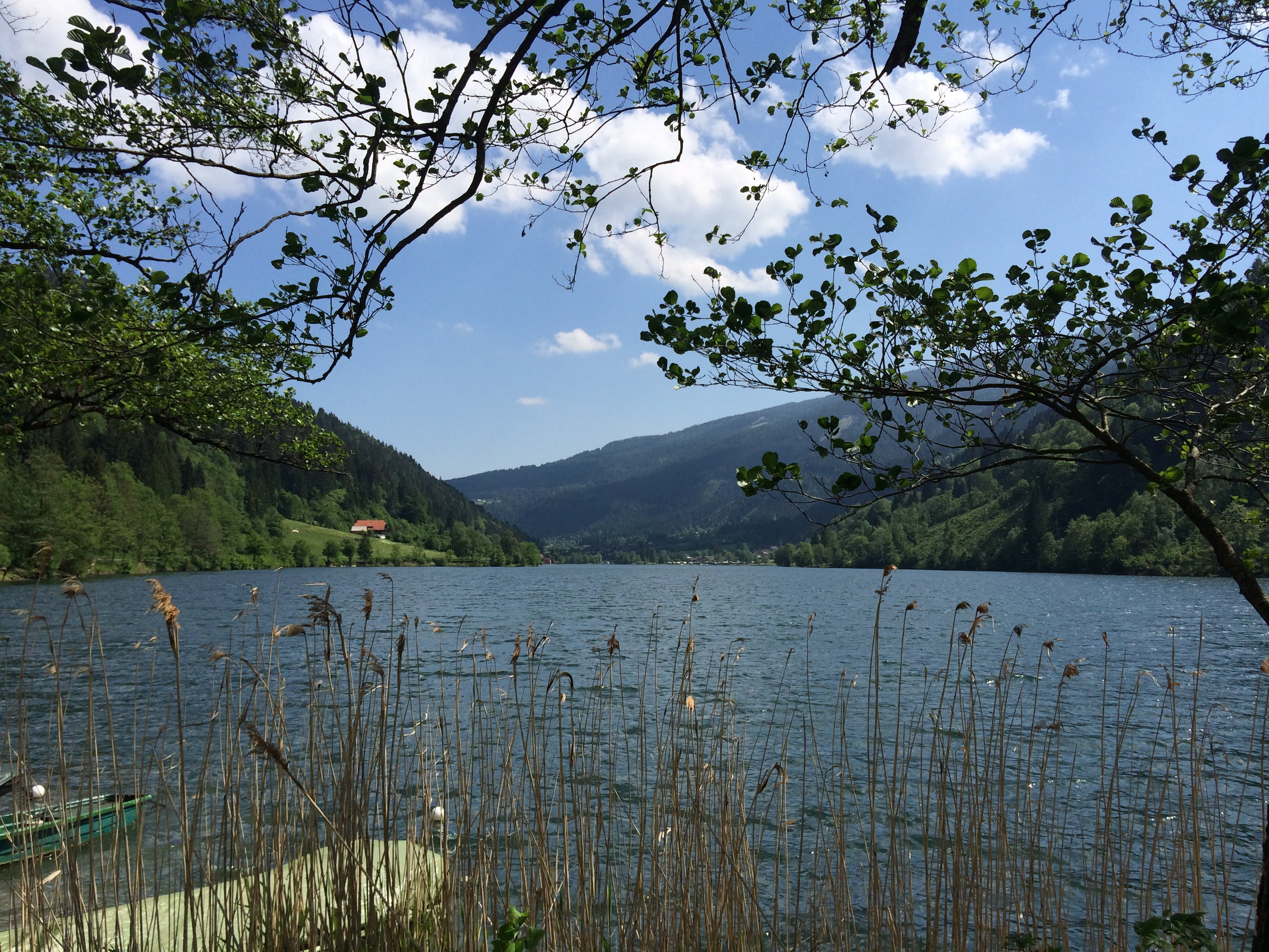 scenics, no people, rest, forest, blue, non-urban scene, lake wolfgang, day, 2K, sky, lake, mountain, scenics - nature, landscape, growth, outdoors, branch, HD Wallpaper