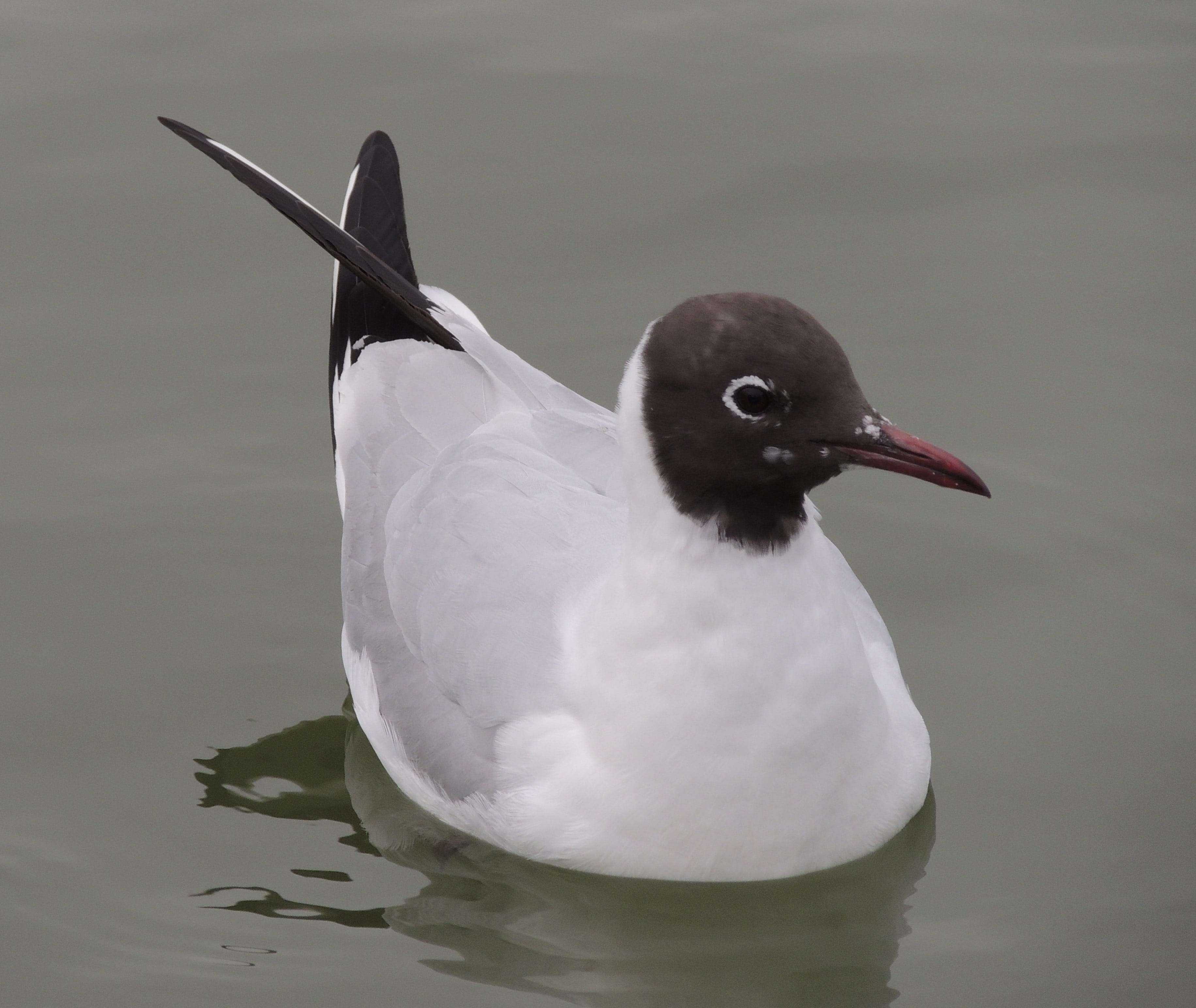 no people, close-up, nature, water, birding, Bird, waterfront, animal themes, outdoors, black-headed gull, wildlife, animals in the wild, day, gull, beak, HD Wallpaper