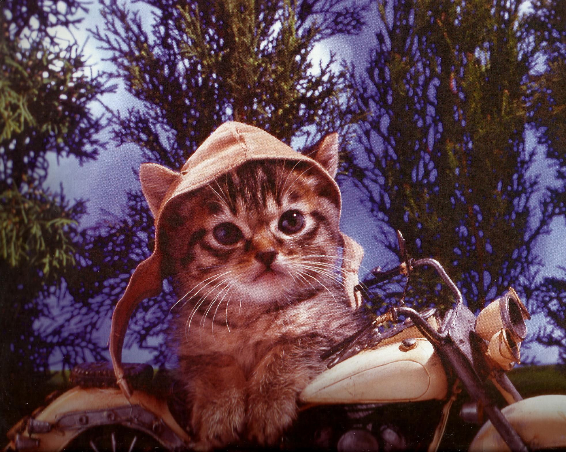 hamlet, motorcycle, kitten, feline, 1080P, animals, HD Wallpaper