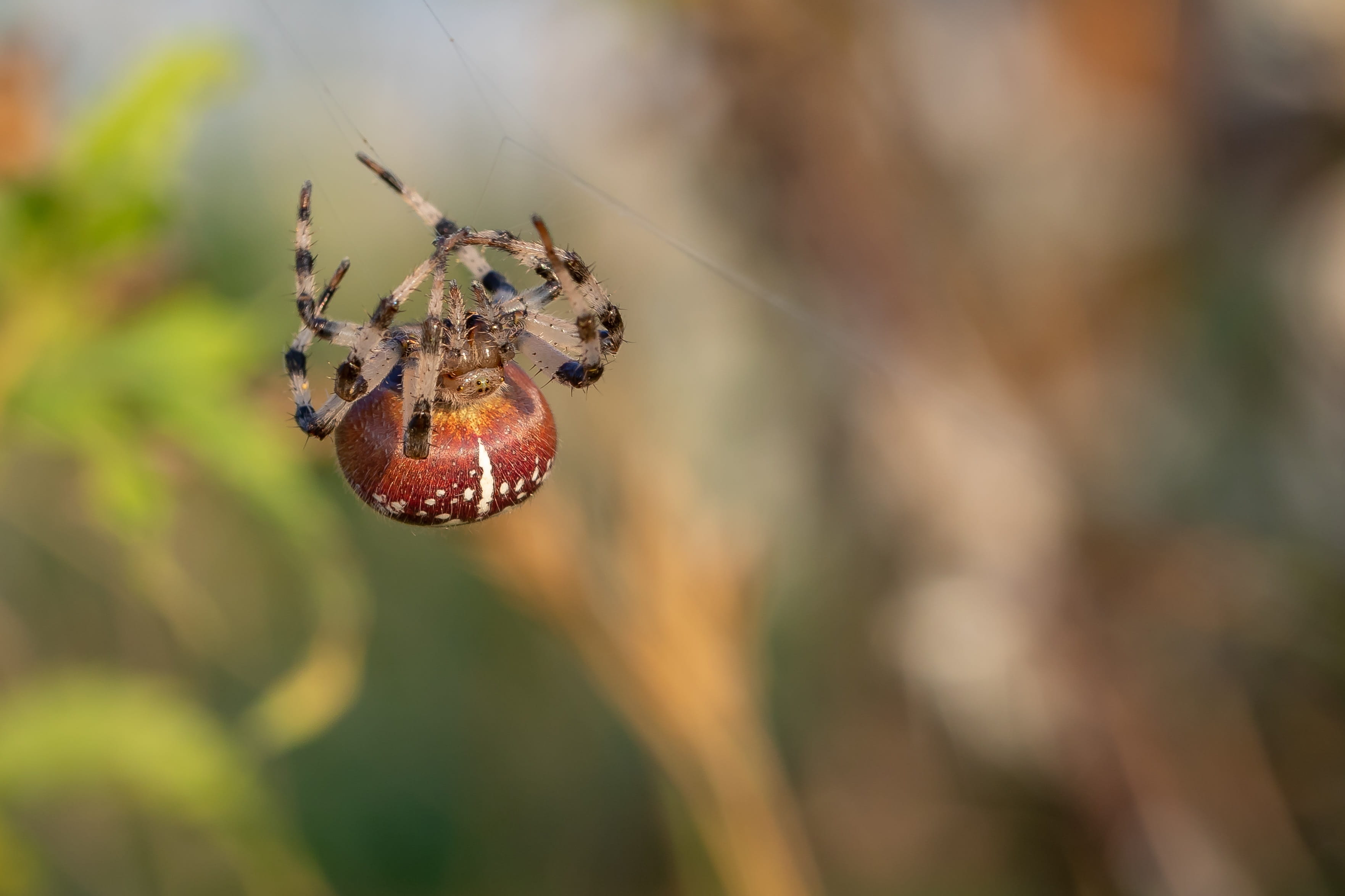nature, close up, web, animal themes, pfrunger castle hamlets of ried, summer, arachnid, plant, invertebrate, close-up, cobweb, animal, spider, day, araneus, HD Wallpaper