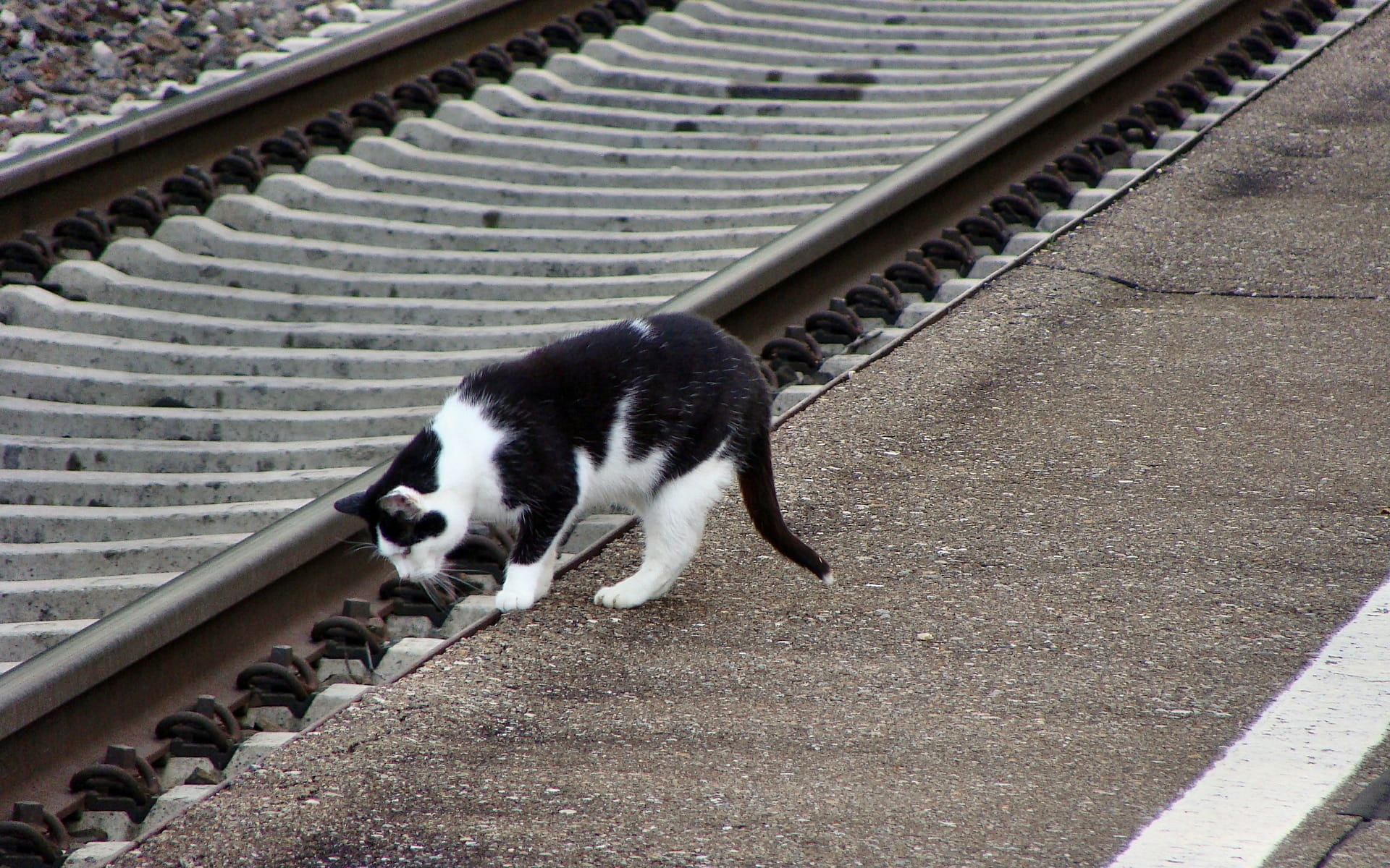 1080P, rail transportation, hamlet of bergen, Cat, railway, mammal, high angle view, transportation, vertebrate, animal themes, seemed, railroad Track, HD Wallpaper