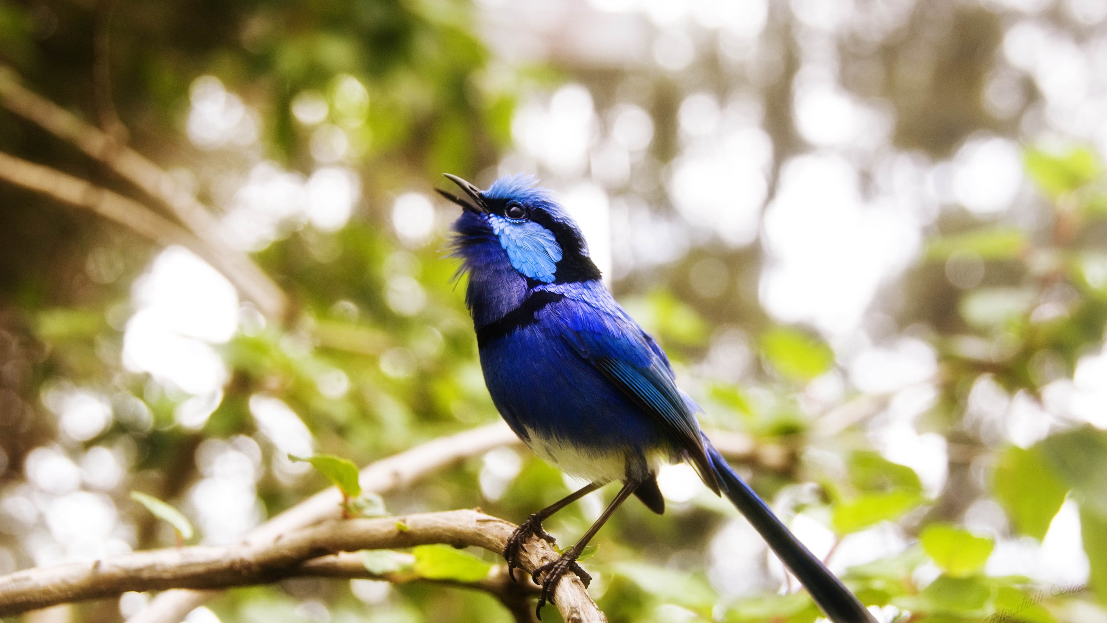 eyes, tree, animal, Cafe Poet, branch, Australia, close, blue, 4K, bird, nature, green, brown, photo, HD Wallpaper