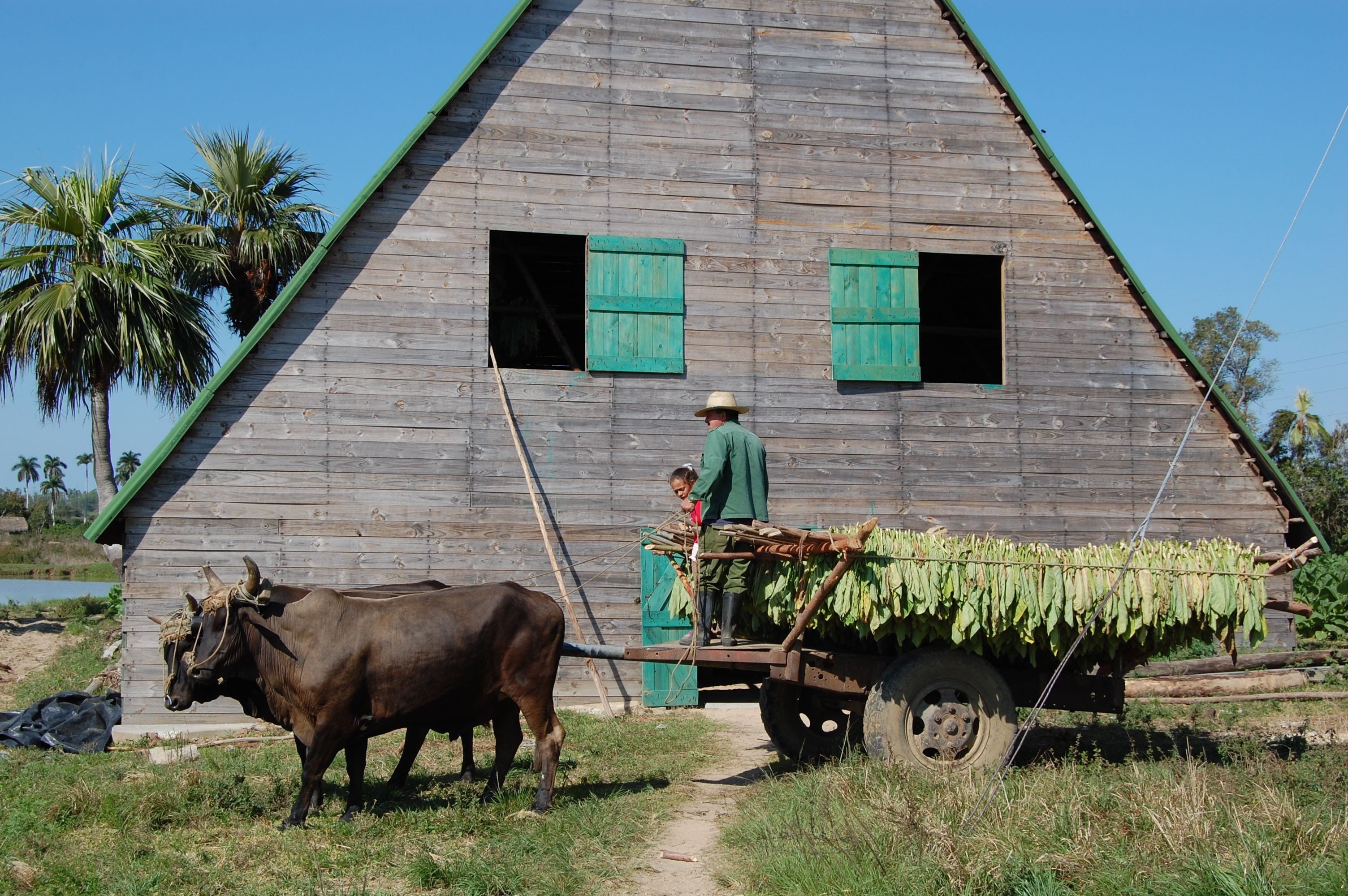 one person, 2K, agriculture, mammal, brown, Cuba, Tobacco, built structure, man, architecture, near, two, daytime, livestock, cattles, standing, beside, HD Wallpaper
