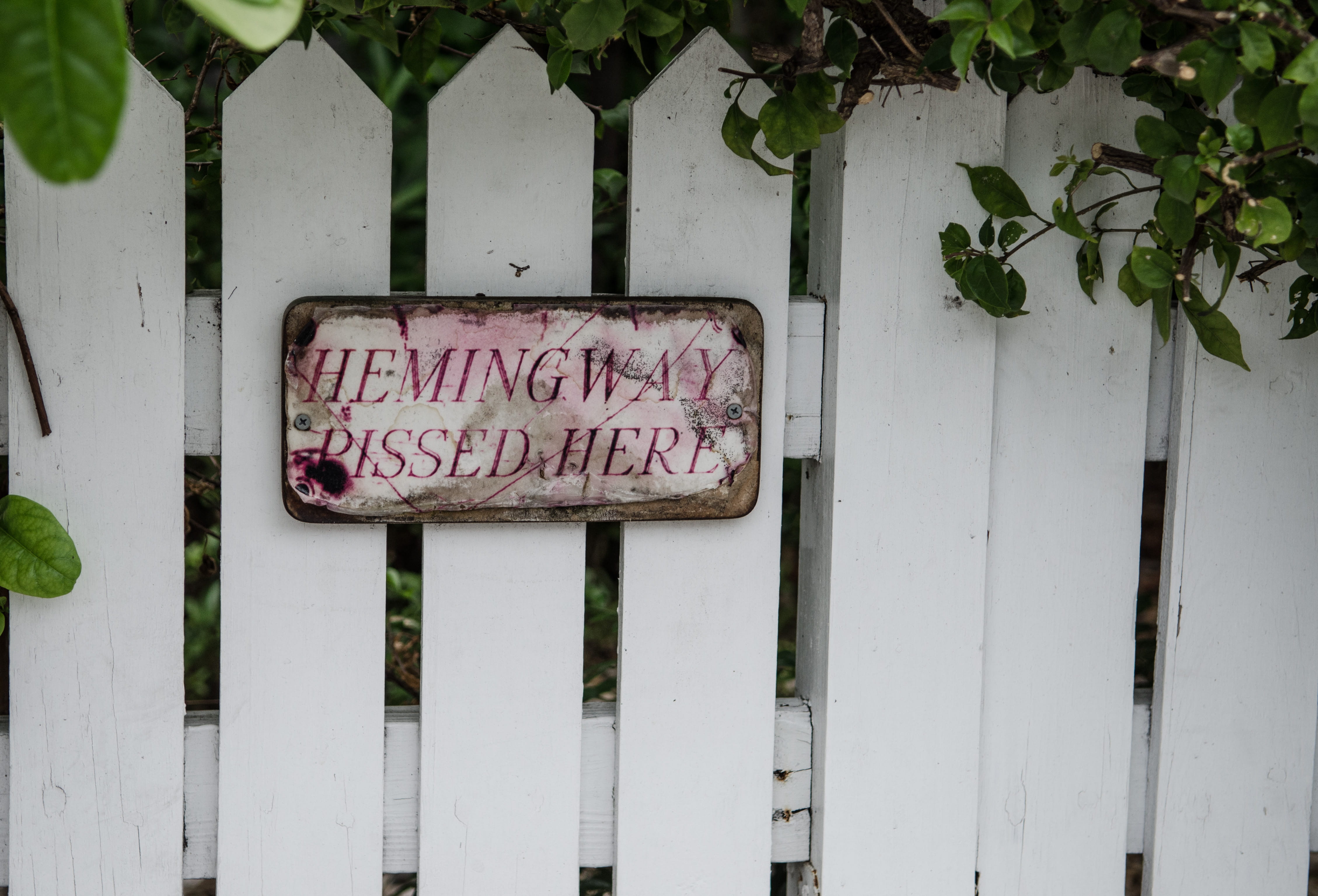 no people, text, plant, nature, funny, information sign, key west, plant part, hemingway, architecture, outdoors, script, 4K, sarcasm, us, information, HD Wallpaper