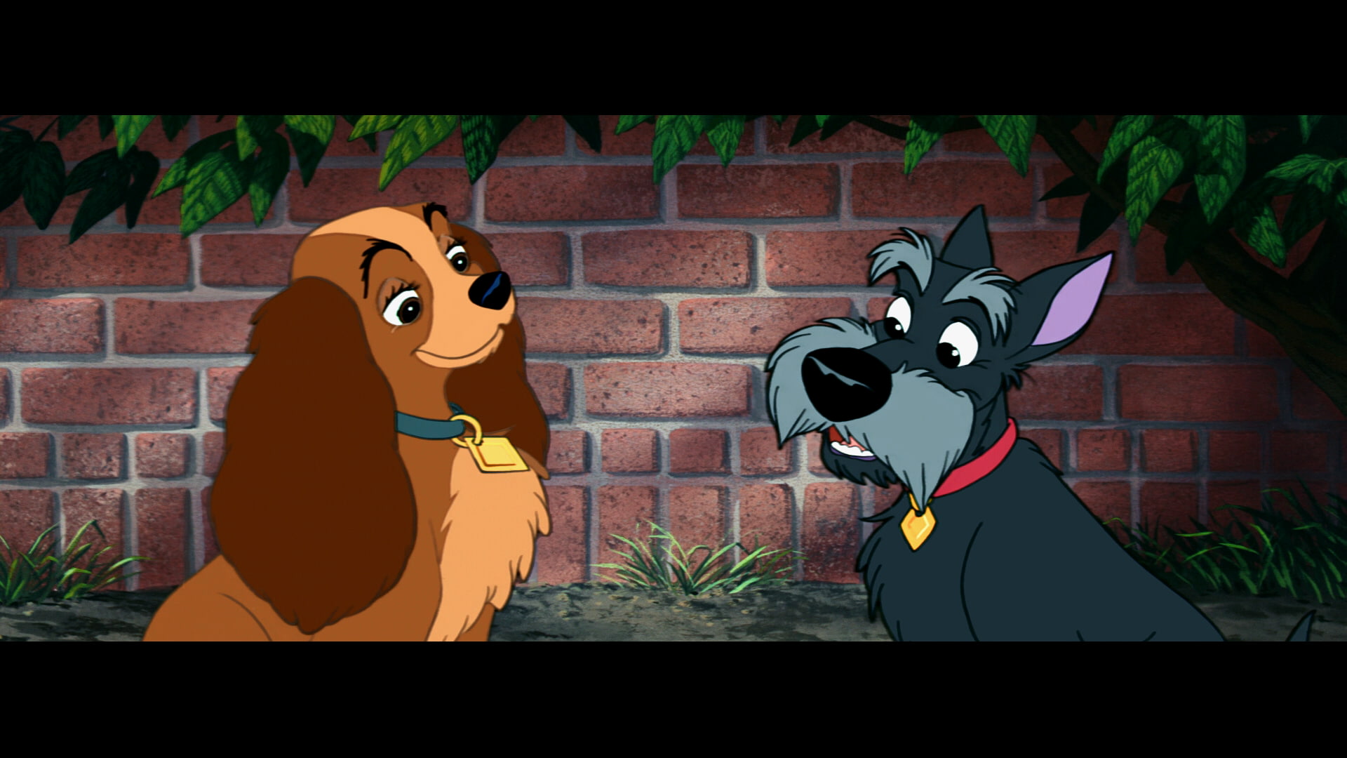 tramp, lady, disney, 1080P, HD Wallpaper