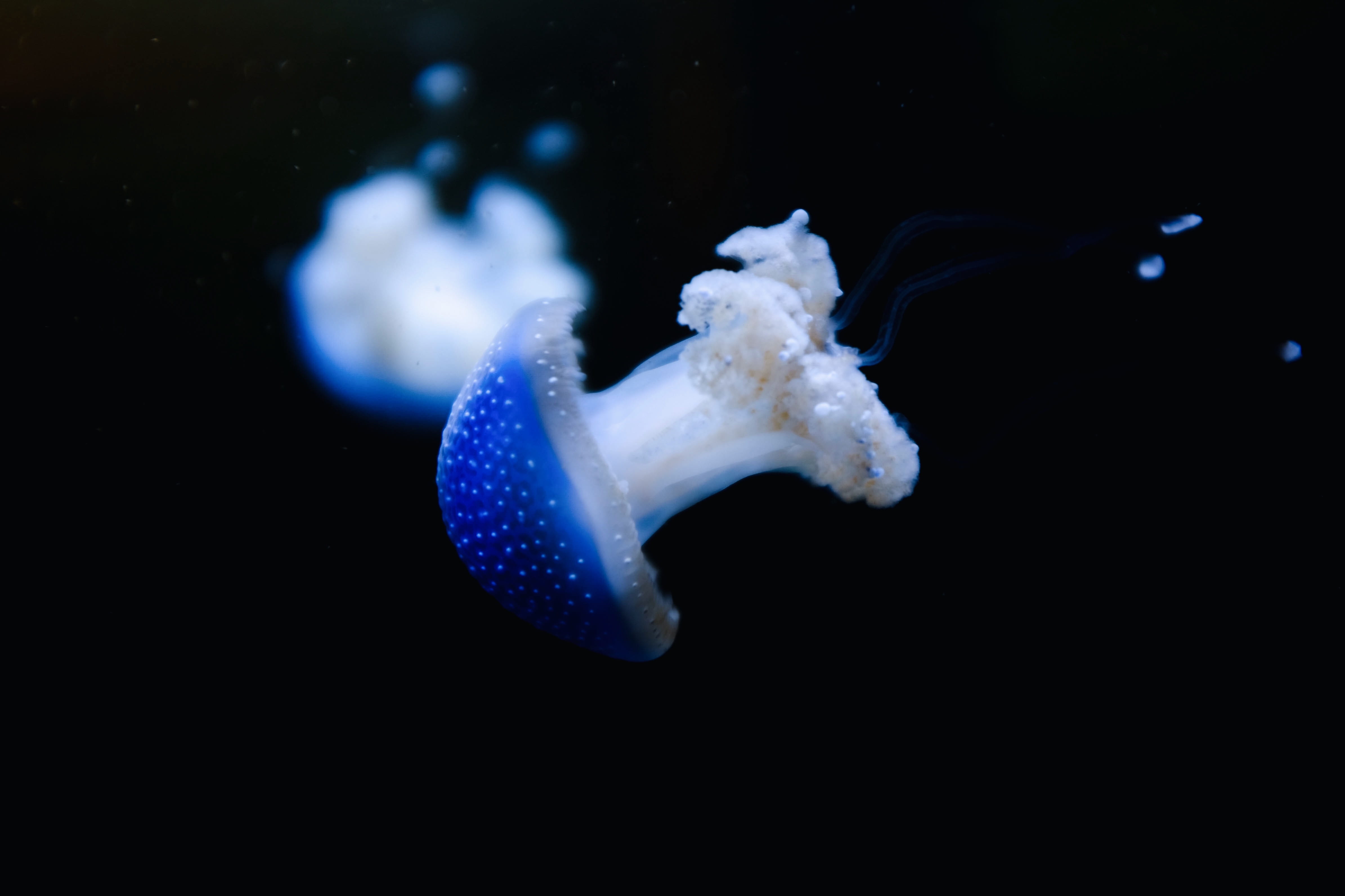 animal, water, squid, aquarium, no people, float, marine, art, blue, animals in the wild, black background, sea life, zoo, nature, fly, dark, HD Wallpaper