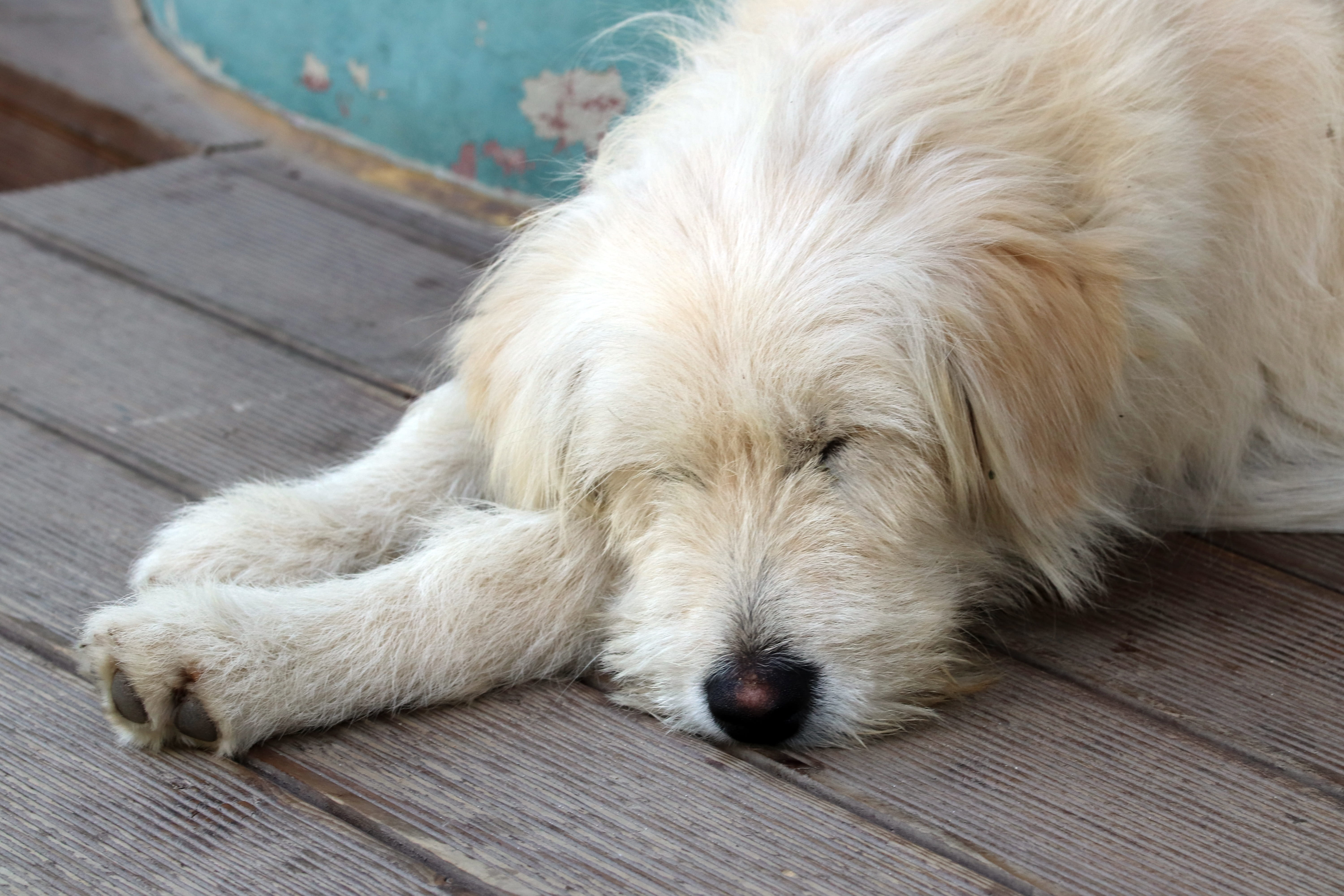 wood - material, animal body part, animal, break, waiting, eyes closed, canine, mammal, one animal, no people, animal themes, sleeping, tired, 5K, cute, HD Wallpaper