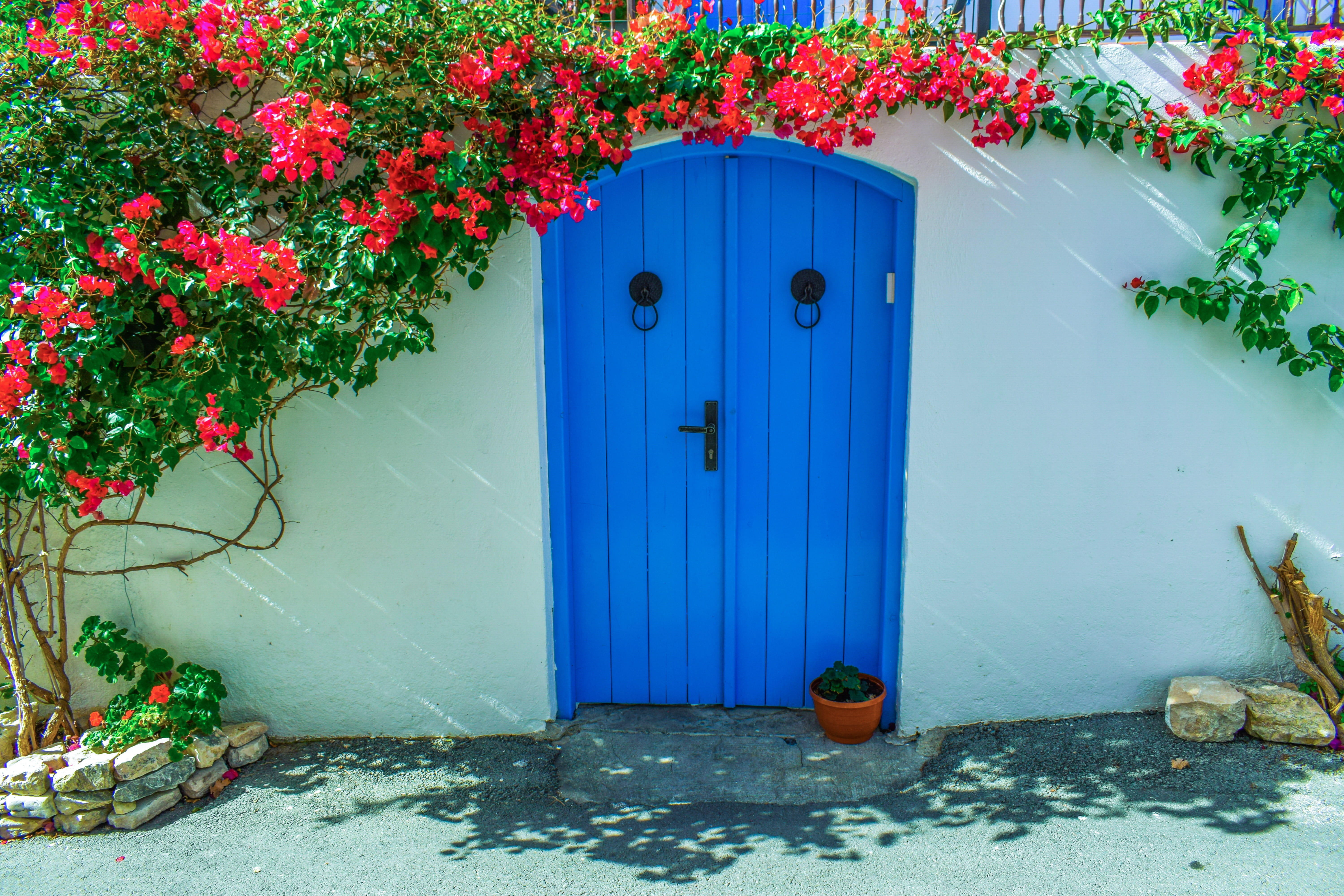 flower, facade, flowering plant, house, red, potted plant, built structure, freshness, nature, door, architecture, 5K, old, day, laneia, blue, beauty in nature, HD Wallpaper