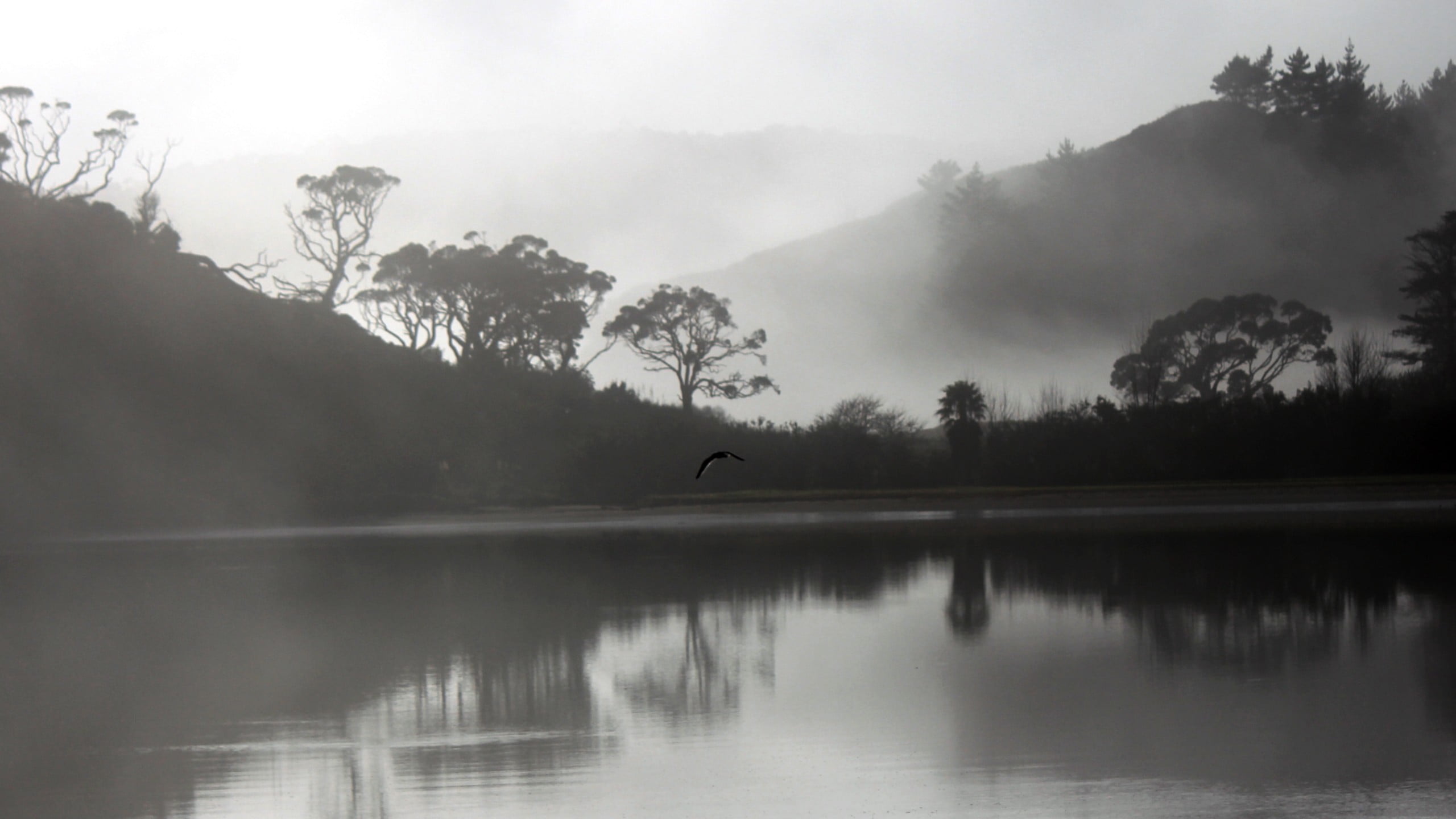 2K, scenics - nature, plant, animal, animal themes, photography, grayscale, silhouette, animals in the wild, outdoors, no people, near, trees, reflection, HD Wallpaper