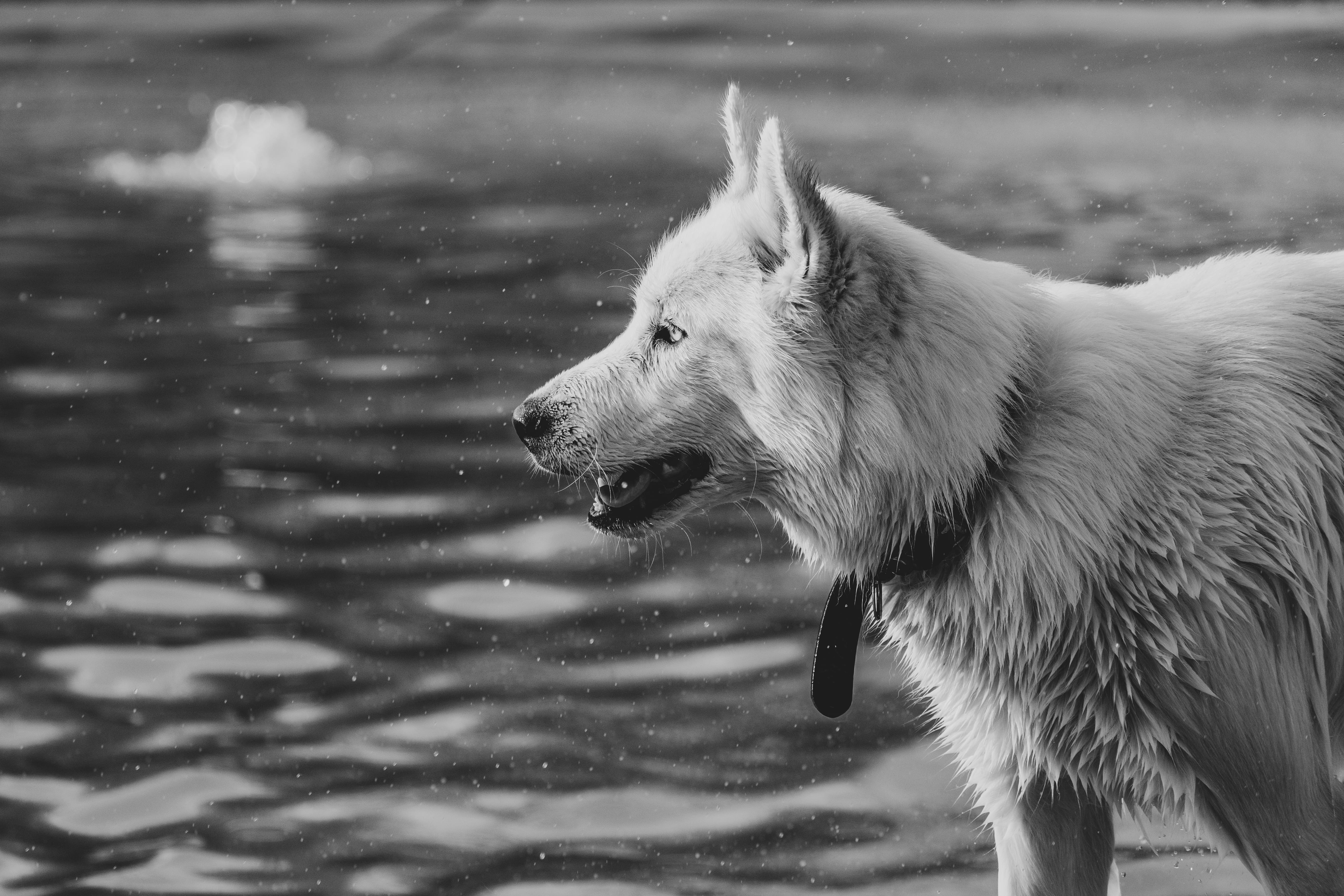 animal, outdoors, close-up, purebred, photography, day, no people, fur, water, nature, shepherd, pets, motion, pet, dog, domestic animals, rippling, animal themes, HD Wallpaper