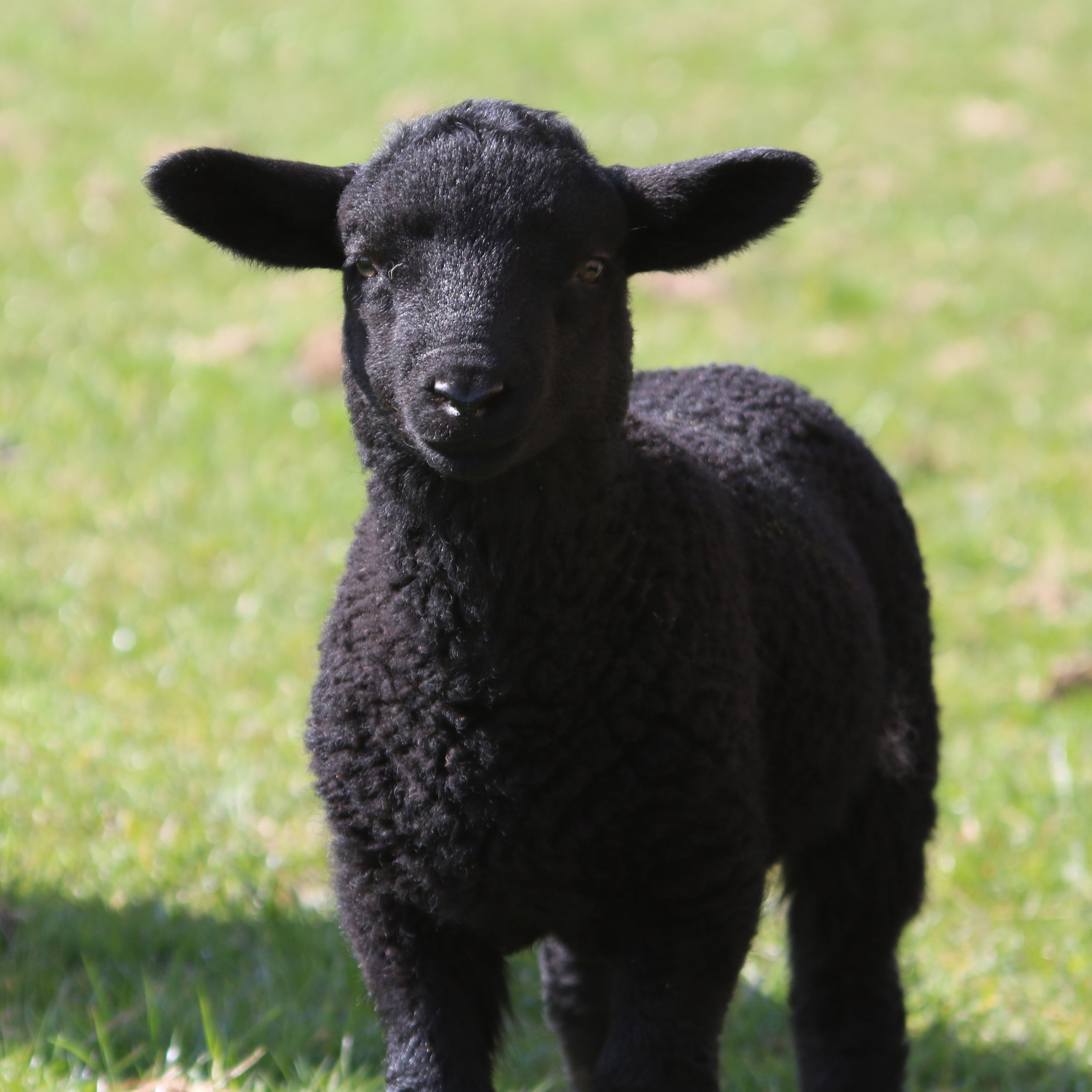 countryside, one animal, meadow, vertebrate, pets, outdoors, mammal, young, spring, photograph, no people, cute, plant, livestock, farmland, standing, sheep, Phone HD Wallpaper