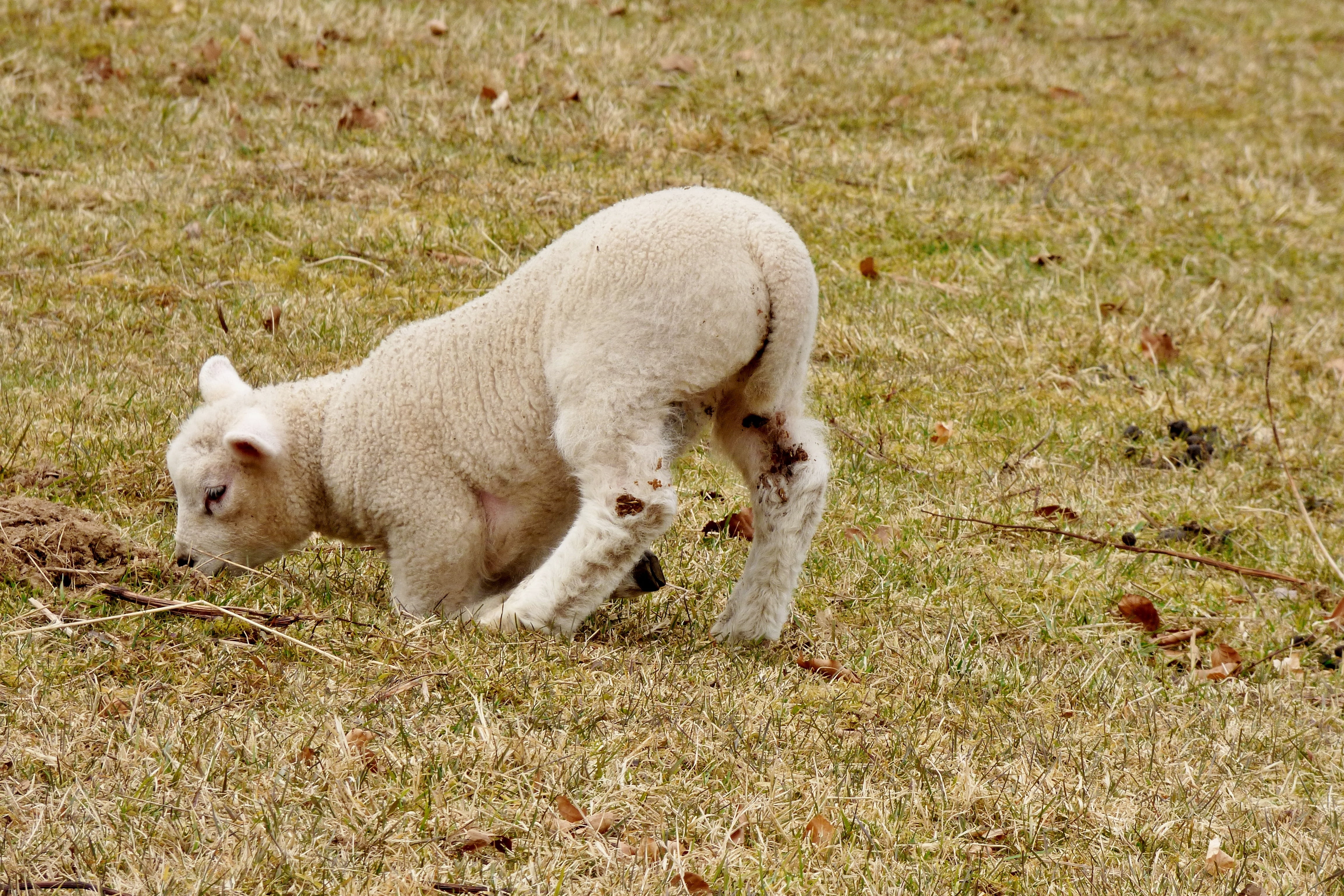 day, sheep, lambs, spring, nature, mammal, domestic animals, land, livestock, lamb, pets, outdoor life, young, no people, domestic, young animal, animal, HD Wallpaper