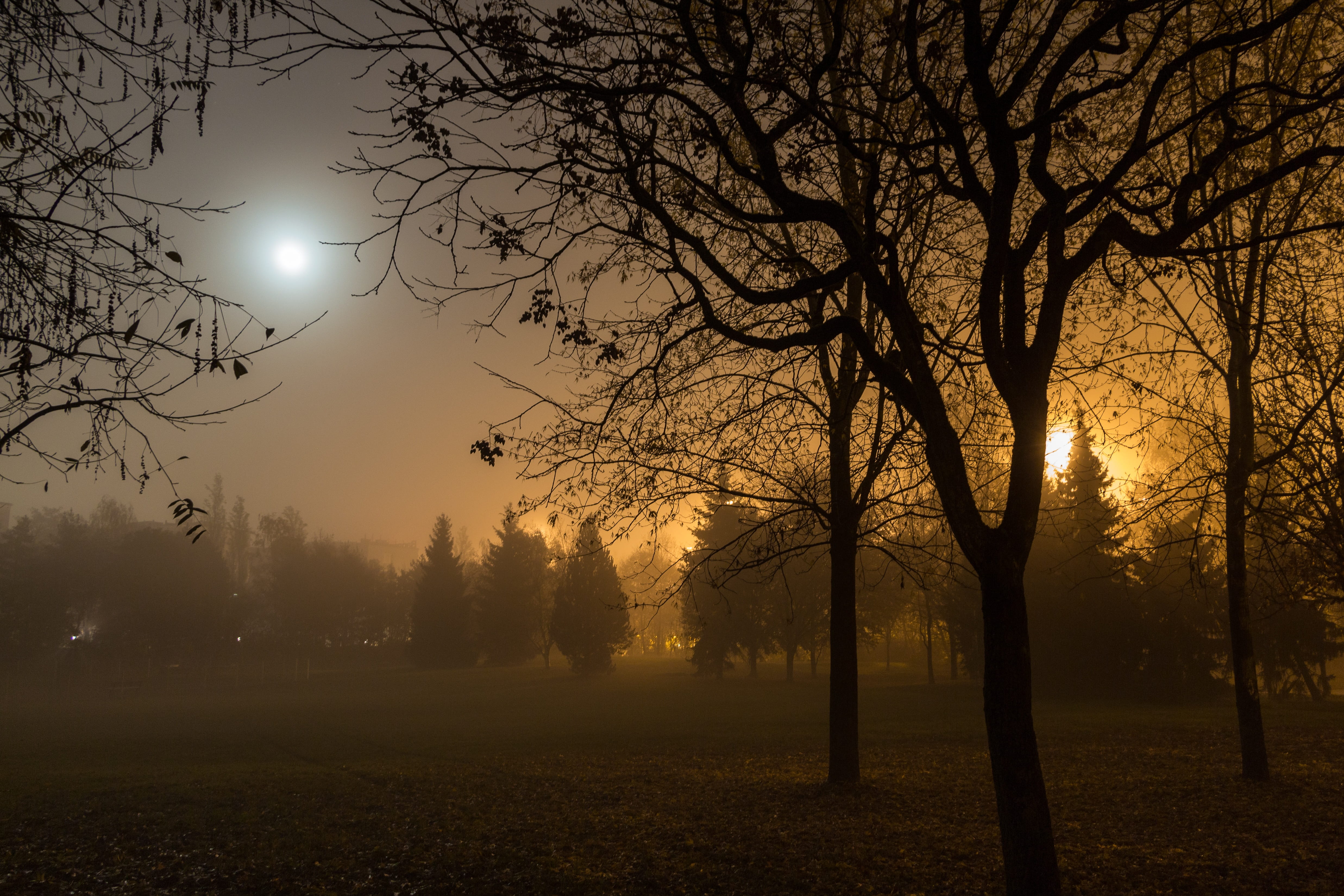 dusk, light - Natural Phenomenon, nature, Fog, branch, moonlight, tree, sunset, mystical, fear, tranquility, scenics - nature, trees, Lighting, forest, HD Wallpaper