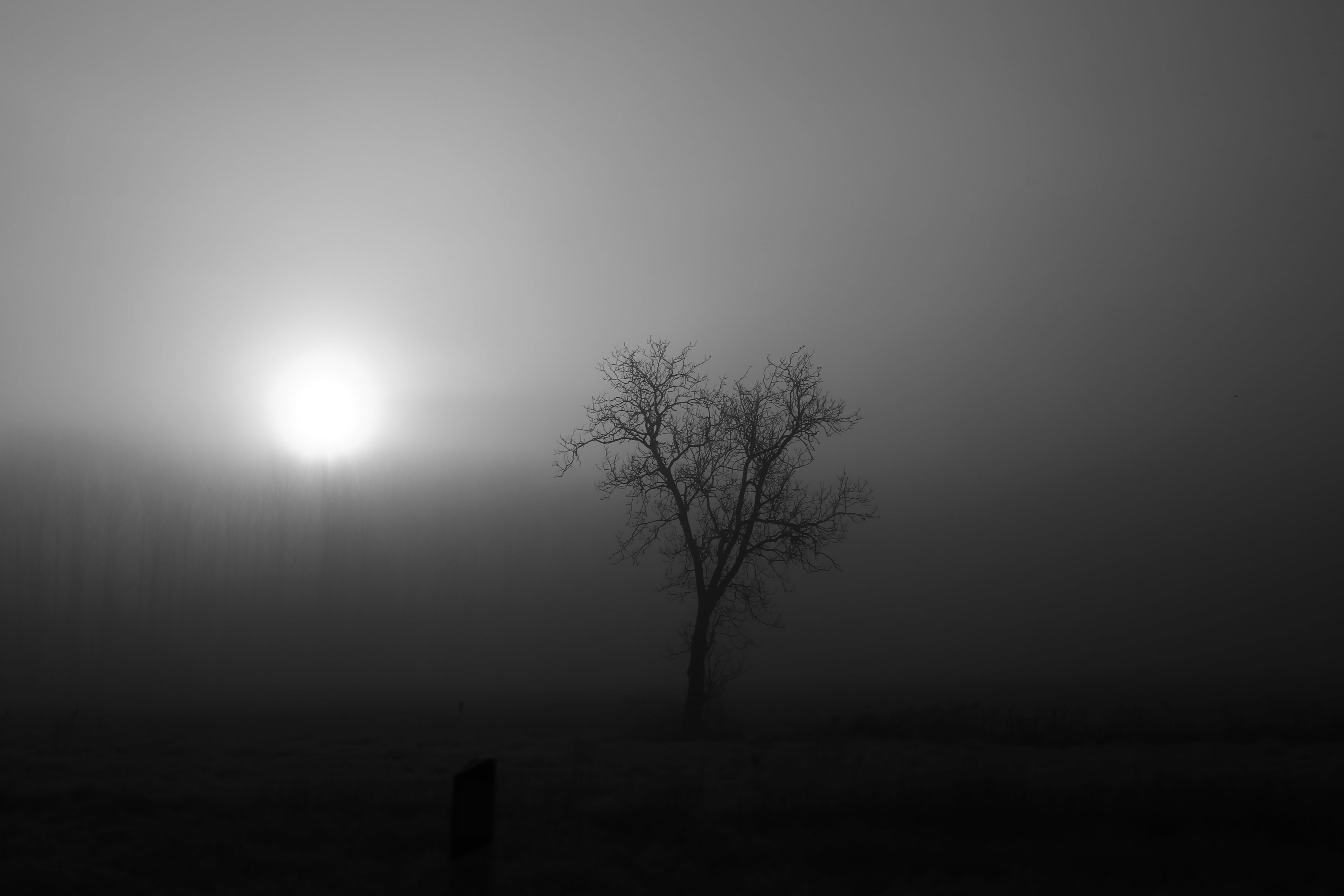 tree, non-urban scene, outdoors, no people, autumn, plant, mist, beauty in nature, dark, bare, grayscale, rural, magic, spooky, 2K, silhouette, landscape, HD Wallpaper