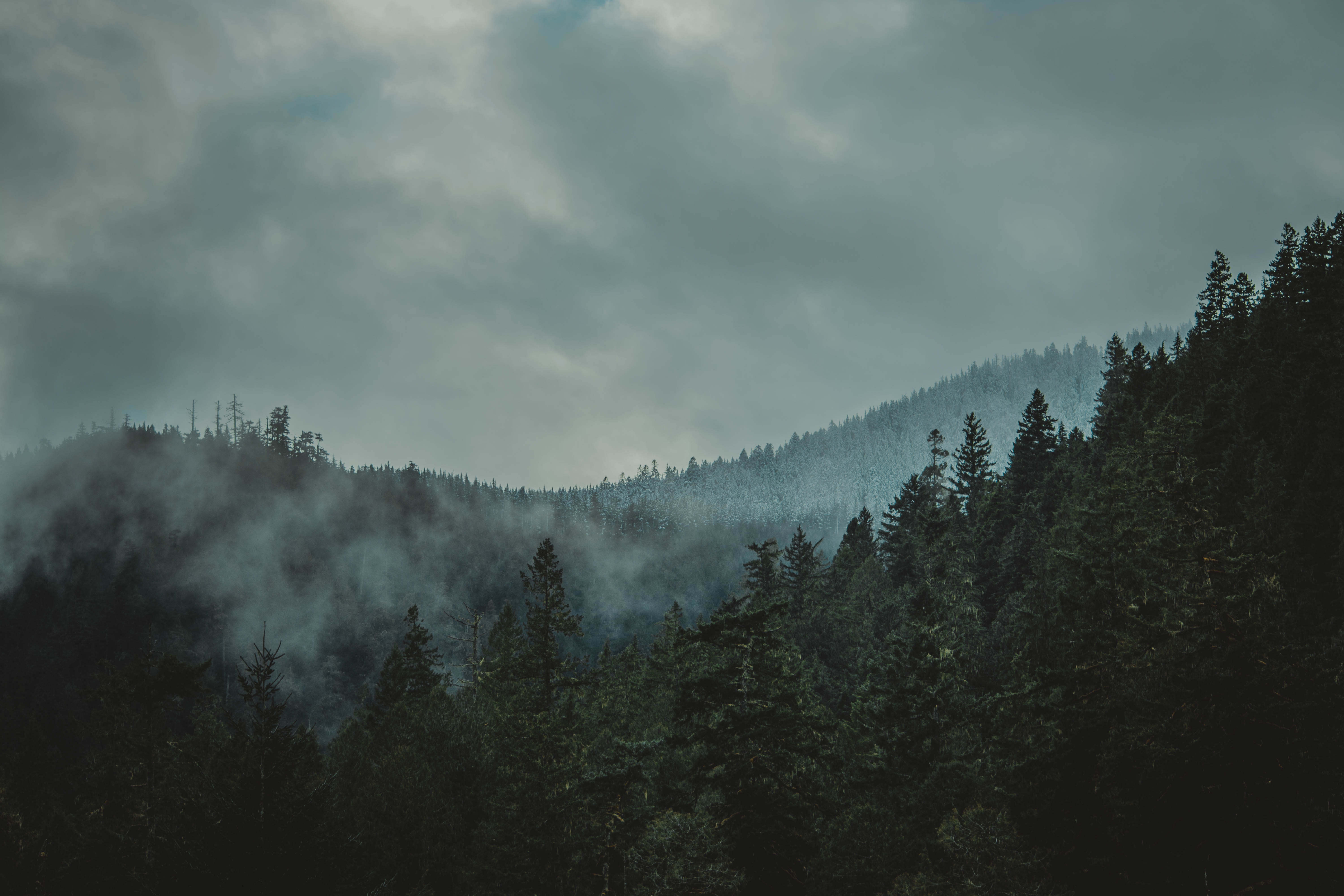tall, woodland, dark, land, leafy, green, 5K, tranquil scene, forest, mist, growth, coniferous tree, beauty In Nature, tree, no people, nature, trees, HD Wallpaper