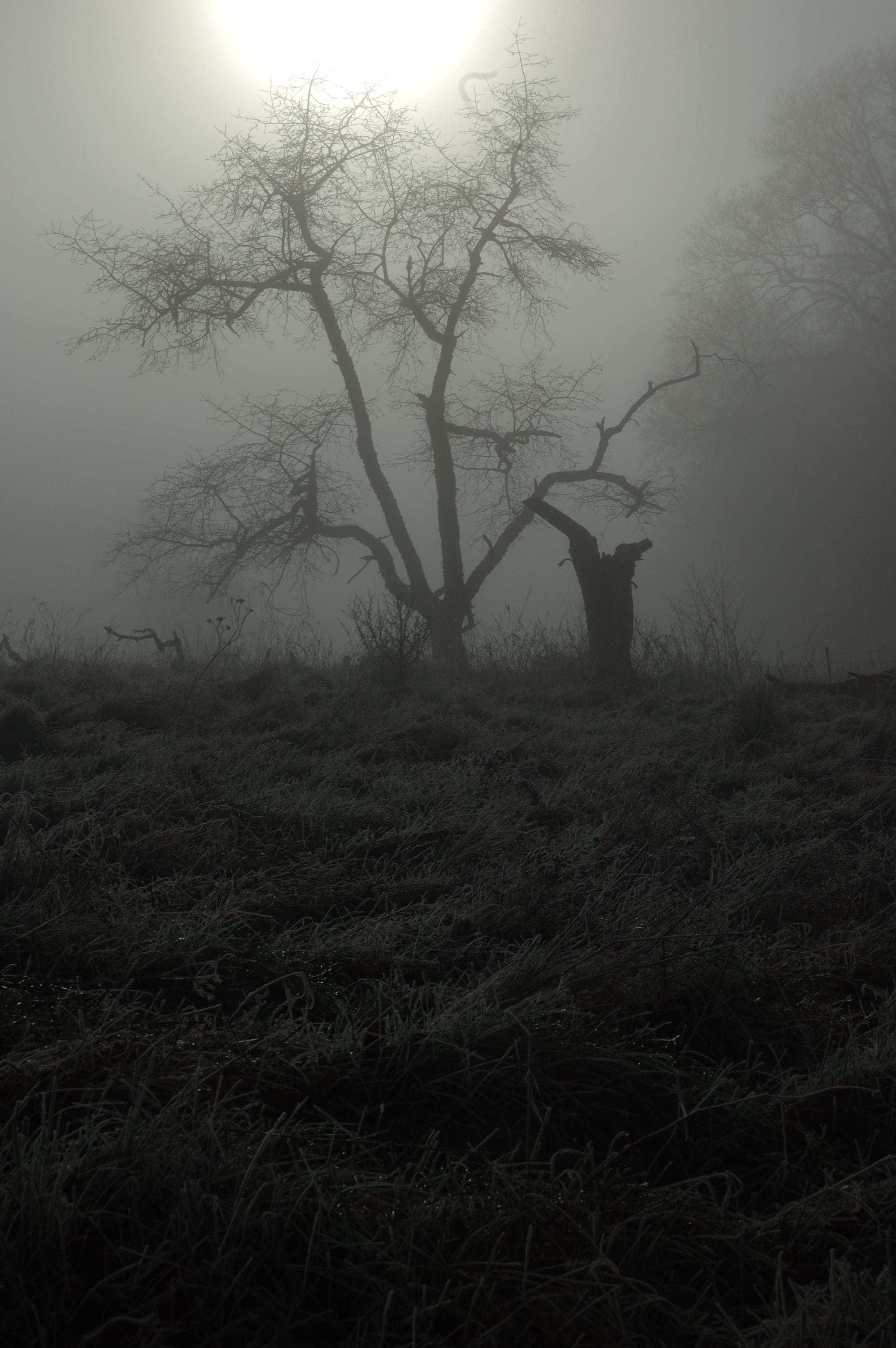 fog, forest, grass, tranquility, bare tree, 2K, outdoors, frost, mystical, plant, nature, season, gray scale, beauty in nature, bare, landscape, scale, Phone HD Wallpaper