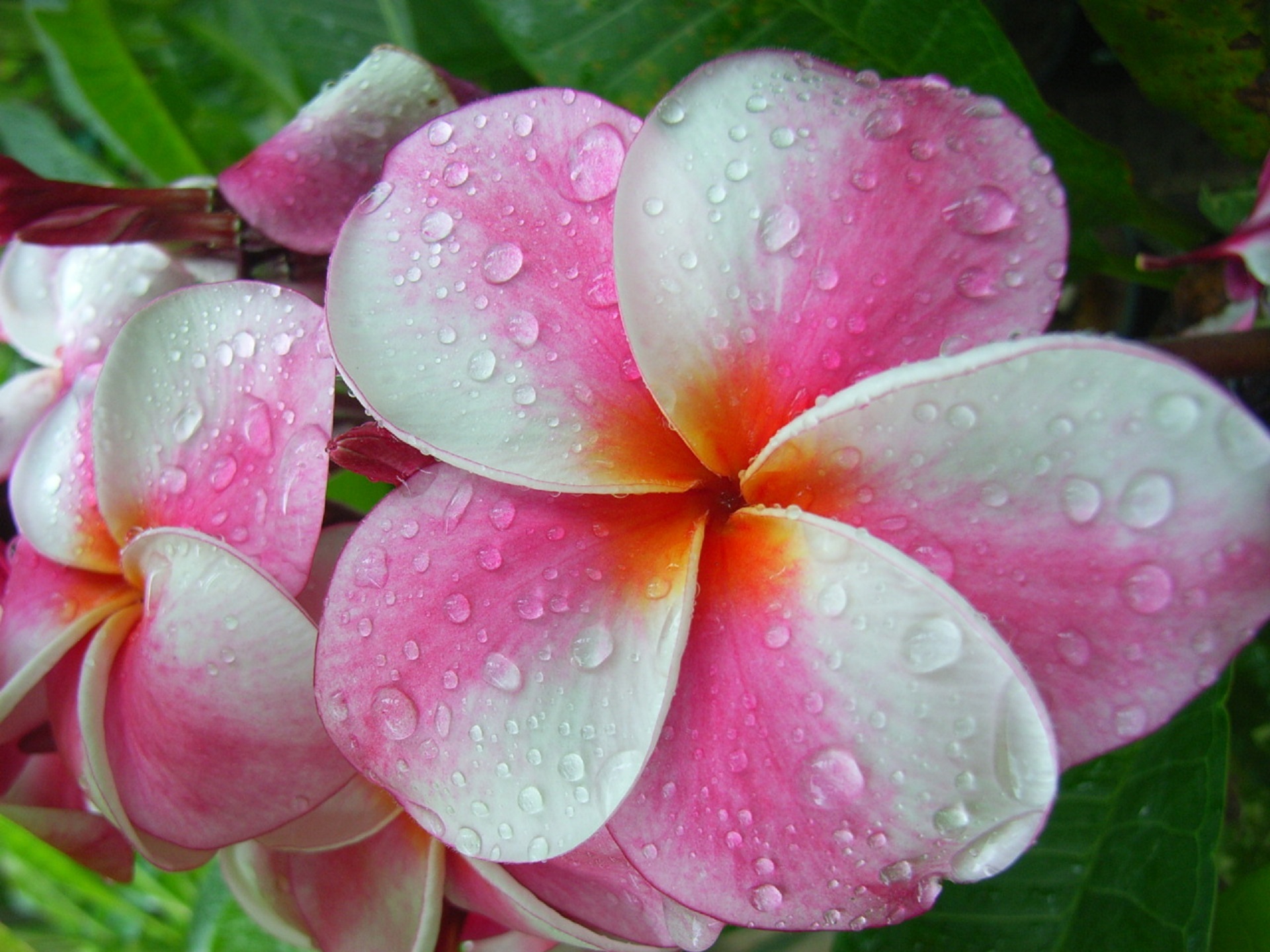 no people, resort, plumeria, travel, nature, relax, beauty, relaxation, fragility, drop, flower Head, leaf, care, vulnerability, holiday, closeup, vacation, HD Wallpaper