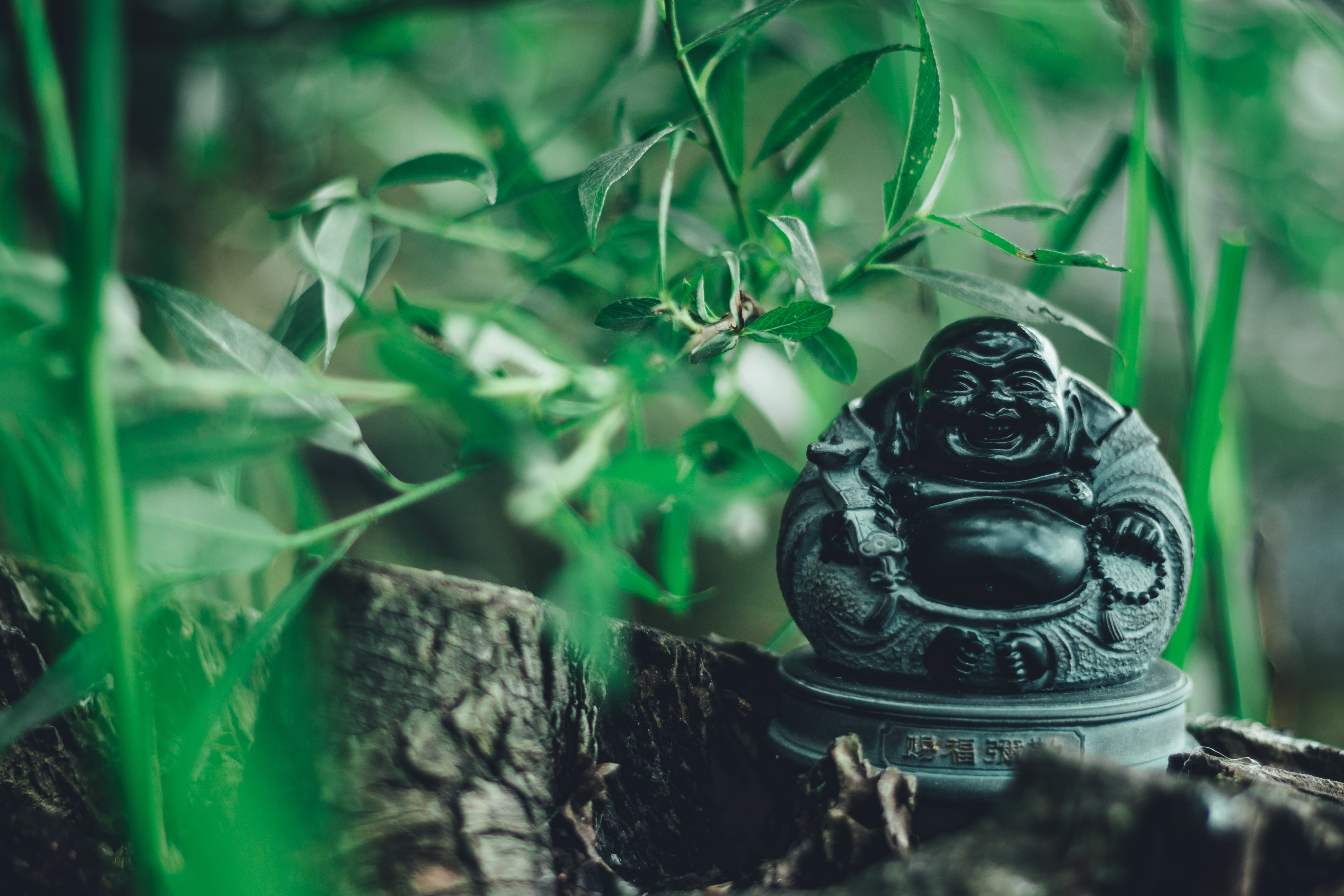 black color, animal wildlife, buddhism, buddha, animal themes, growth, green color, plant part, nature, statuette, 4K, sculpture, selective focus, focus on foreground, HD Wallpaper