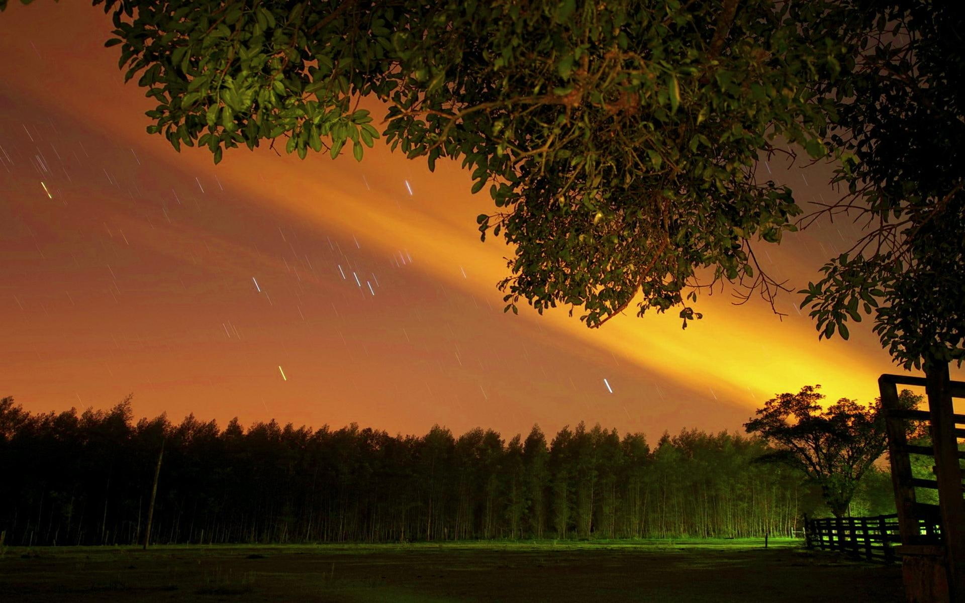 rain, tall, tree, nature and landscapes, rainy, 1080P, green, nature, fence, night, field, HD Wallpaper