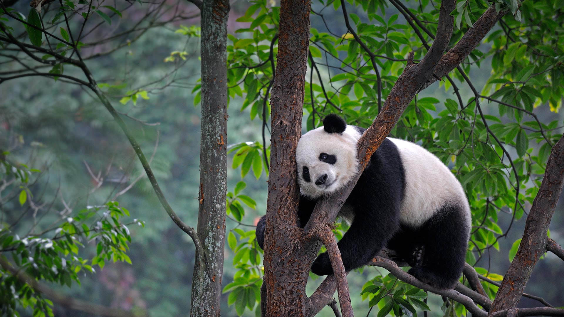 China, outdoors, mammal, animal wildlife, white, Panda, forest, Sichuan, giant panda, branch, panda - animal, 1080P, vertebrate, day, animals in the wild, HD Wallpaper