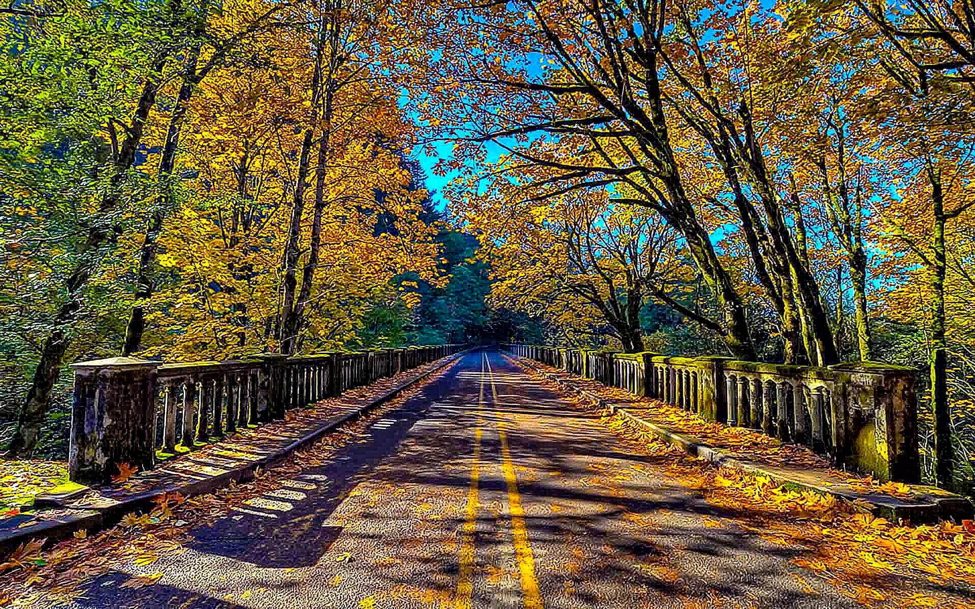 journey, bridge, animals, nature, beauty, road, forest, 1080P, destination, HD Wallpaper