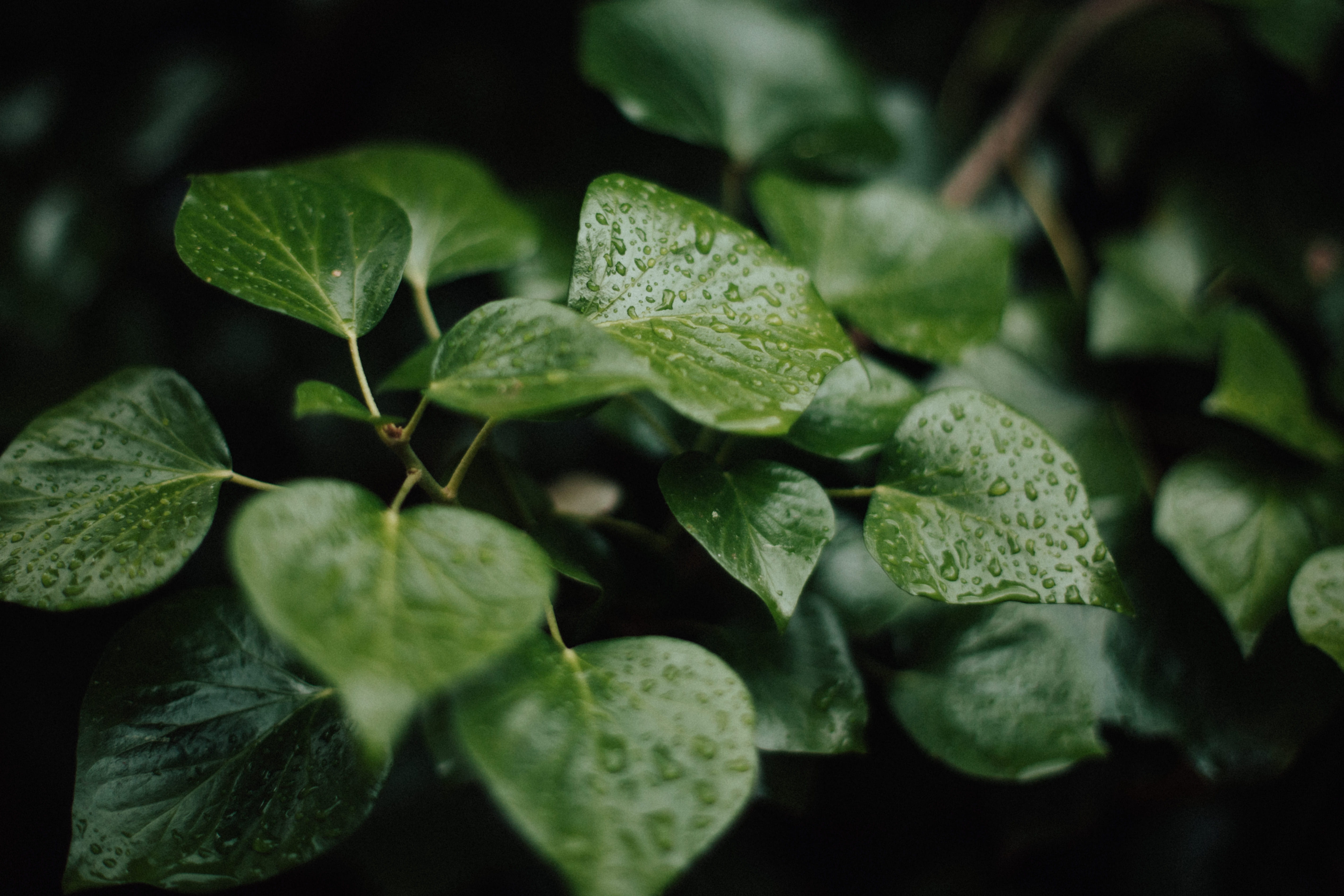 forest, drop, springtime, lush Foliage, plant, photography, growth, leaf, water, 5K, dew, vegetable, woodland, summer, food, agriculture, close-up, green Color, HD Wallpaper