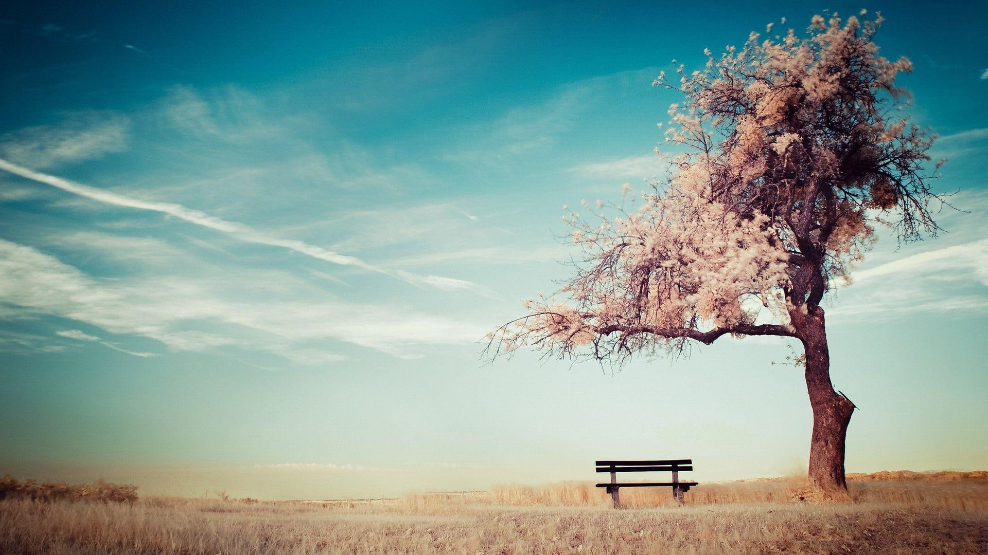 beige, leaf, hd, tree, 1080P, serene, 1920x1080, sky, HD Wallpaper