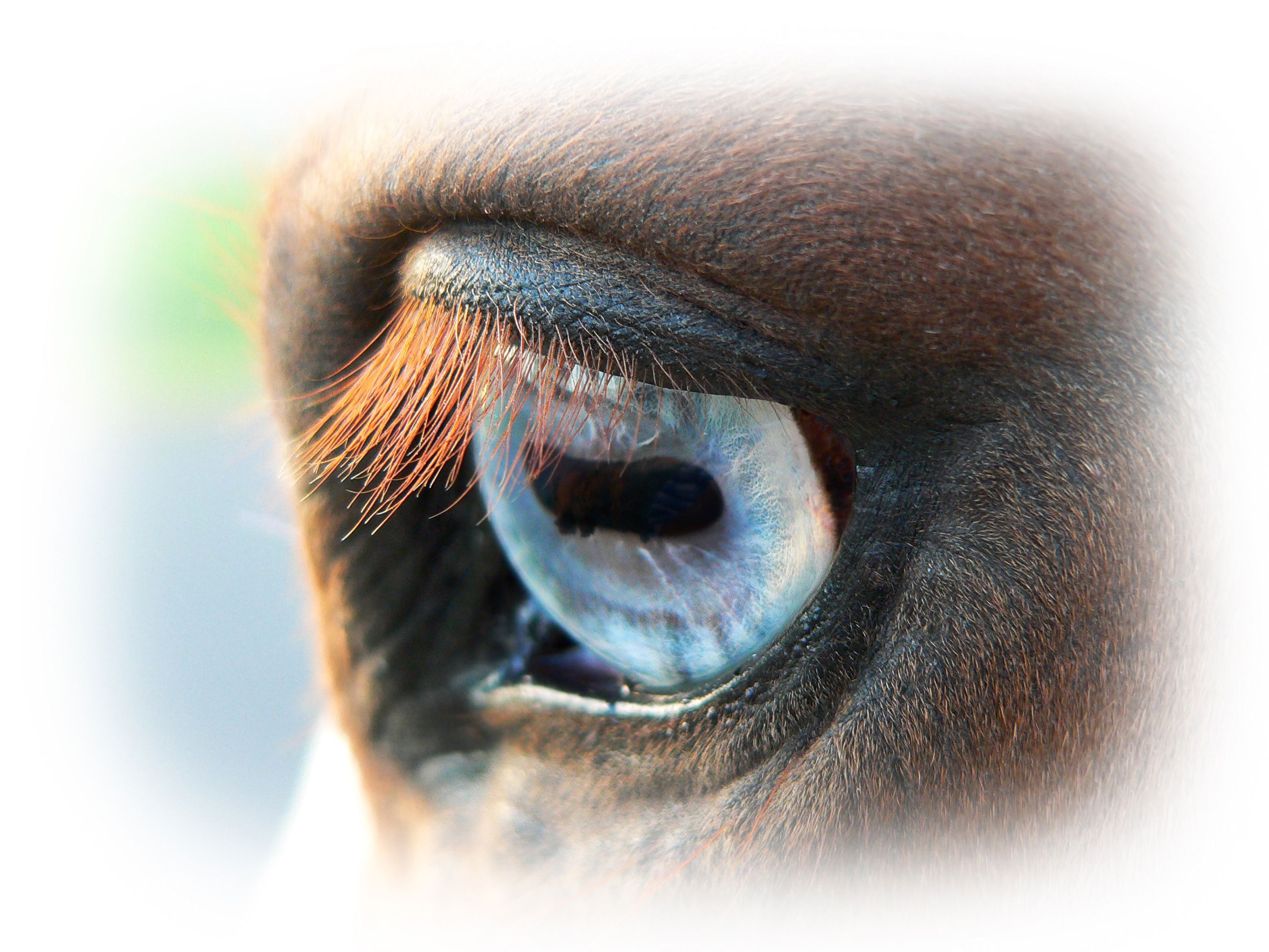 selective focus, beautiful woman, human Eye, blue, photography, closeup, body part, paint, human face, equestrian, sensory perception, eyesight, look, one person, HD Wallpaper