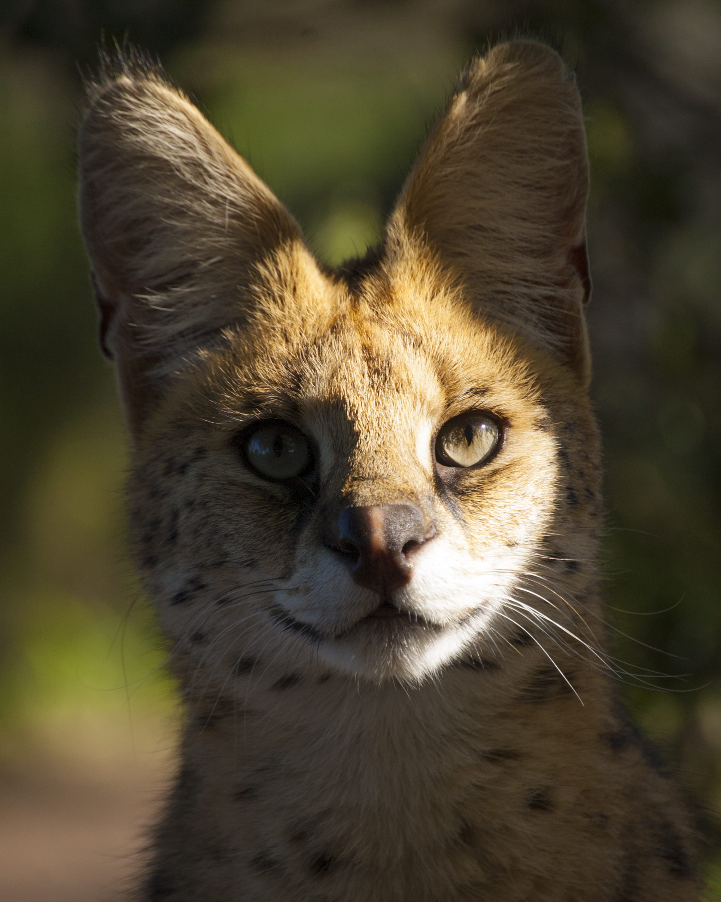 looking at camera, looking, day, cat, animal, south africa, eyes, animals in the wild, animal wildlife, no people, whisker, domestic animals, fur, animal eye, Phone HD Wallpaper