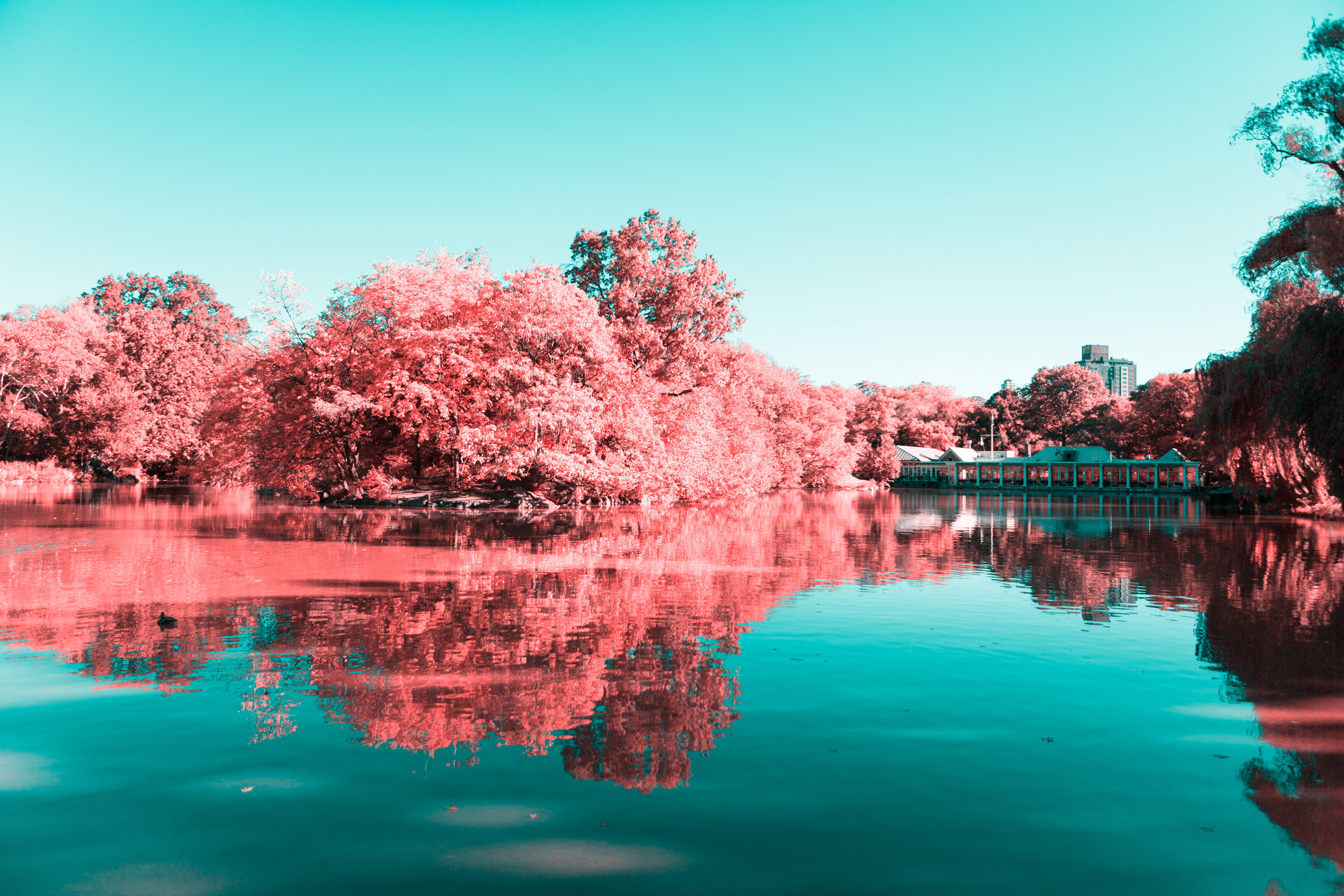 New York City, 4K, 4K, Central Park, Manhattan, HD Wallpaper