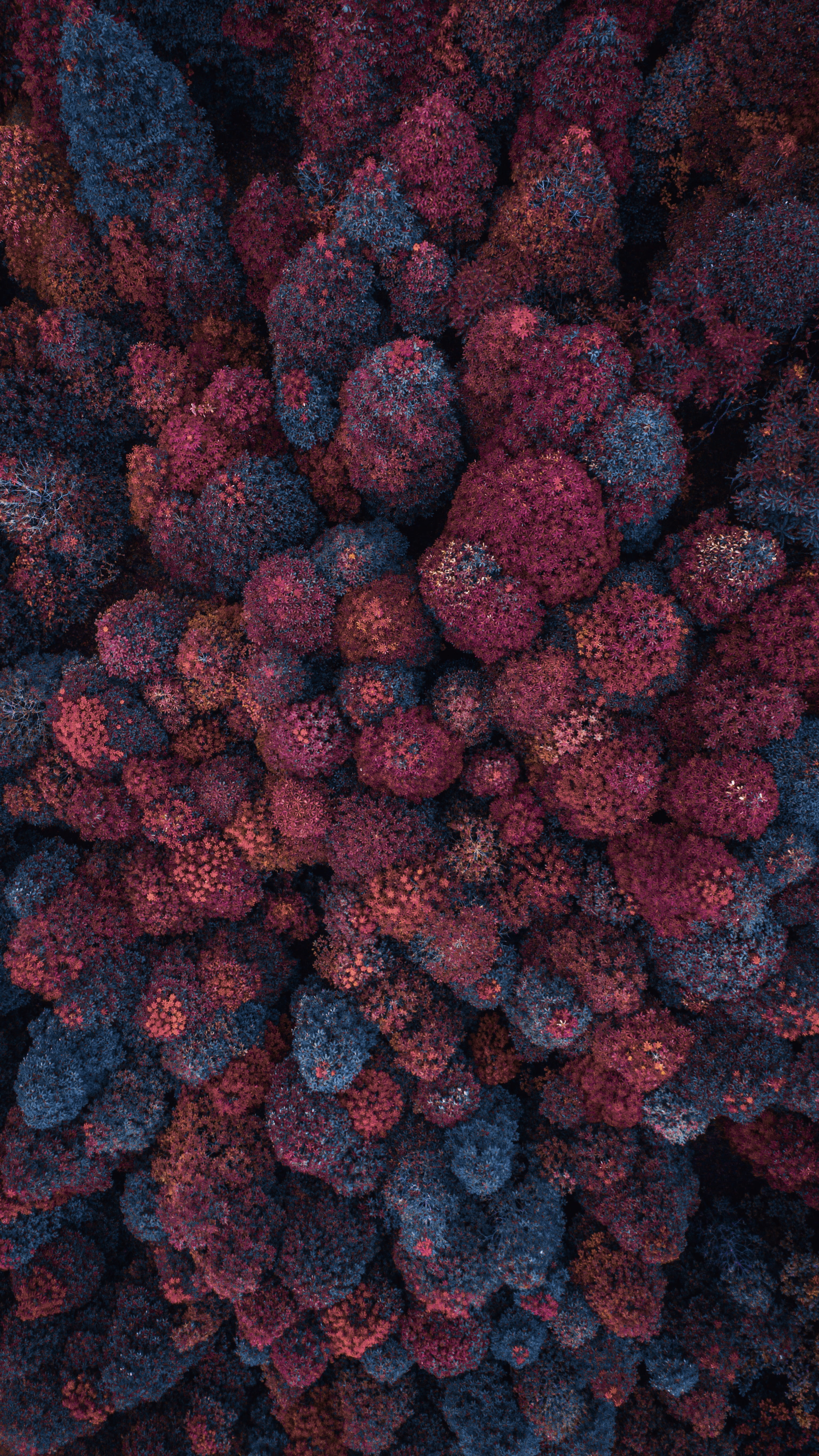 fruit, healthy eating, view, nature, forest, leaf, cranberry, raspberry, freshness, pattern, close-up, drone, aerial, blue, food and drink, full frame, Phone HD Wallpaper