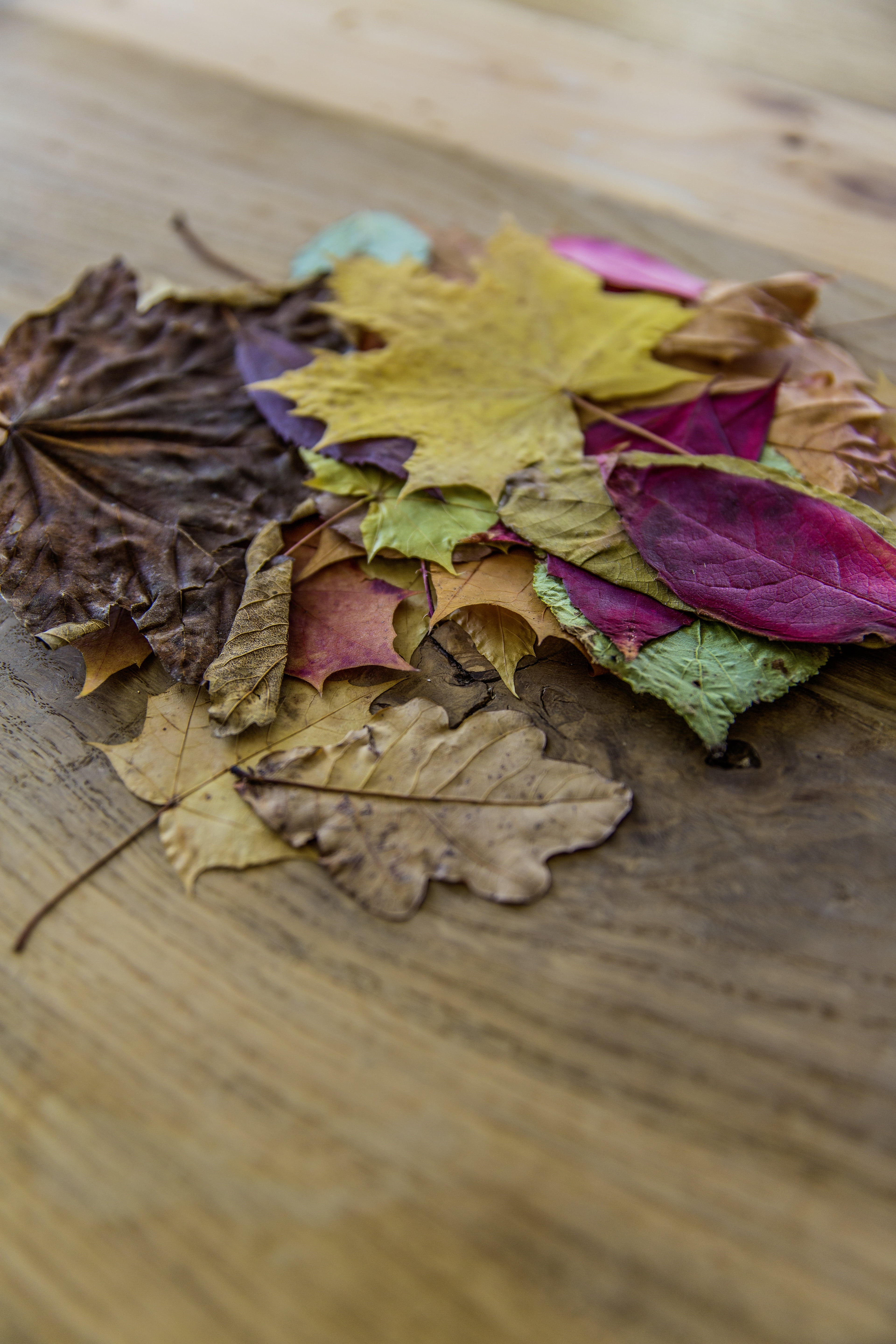 autumnal, childcare, green, table, dried, change, maple, day care, child, children, plant, autumn foliage, food and drink, flowing, education, autumn, large group of objects, Phone HD Wallpaper