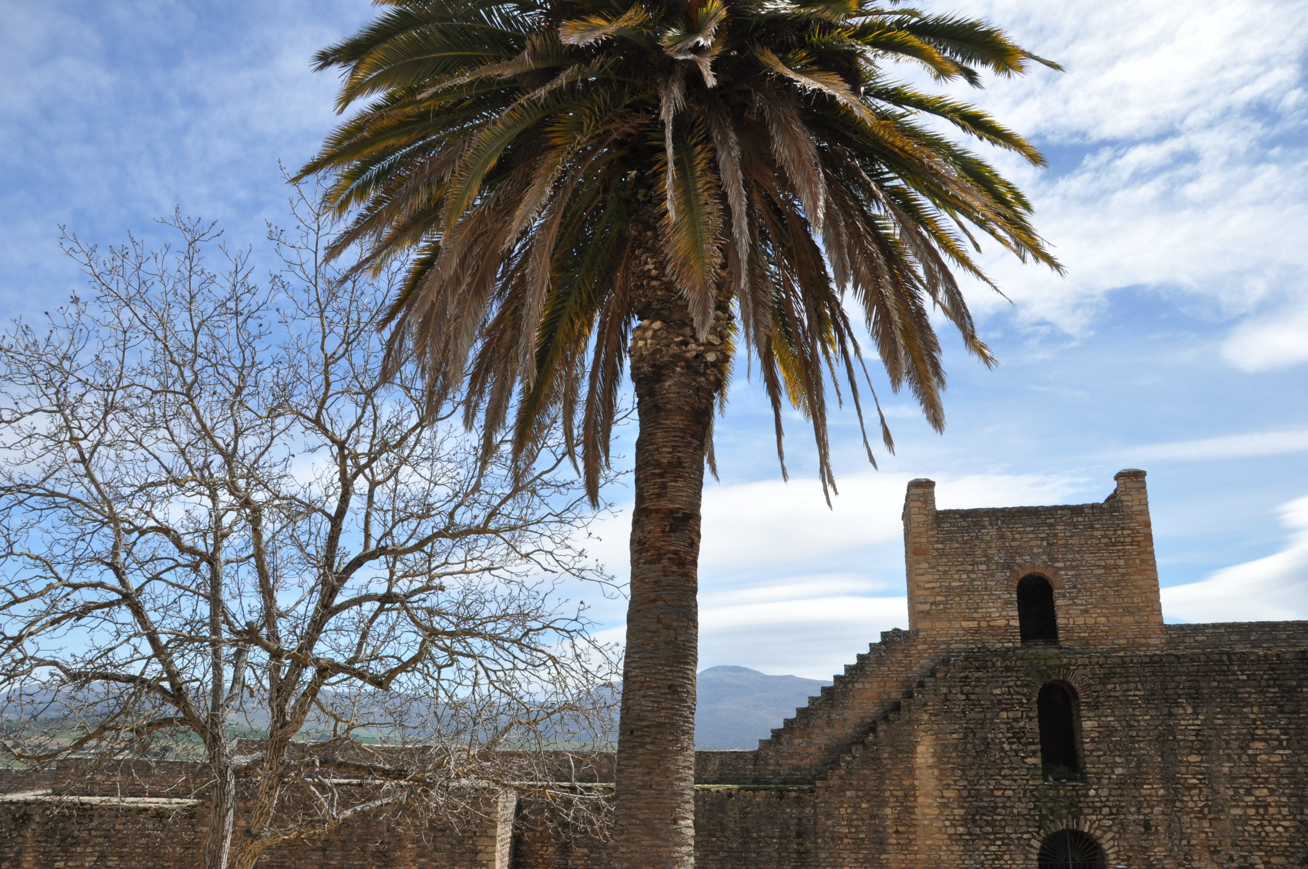 no people, monument, place of worship, religion, history, outdoors, palm tree, spain, roundabout, palma, plant, the past, built structure, sky, building, HD Wallpaper