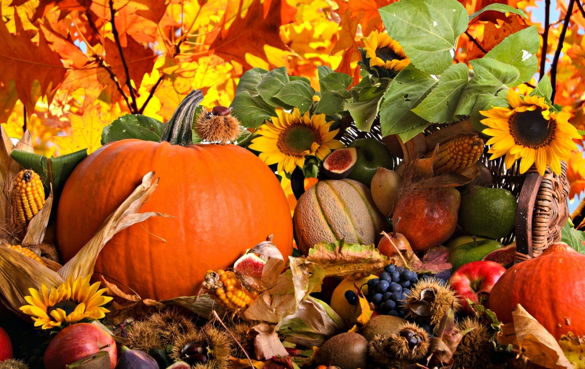 day, celebration, freshness, 720P, flowering plant, plant part, leaf, pumpkin, vegetable, no people, food, leaves, choice, nature, orange color, healthy eating, HD Wallpaper