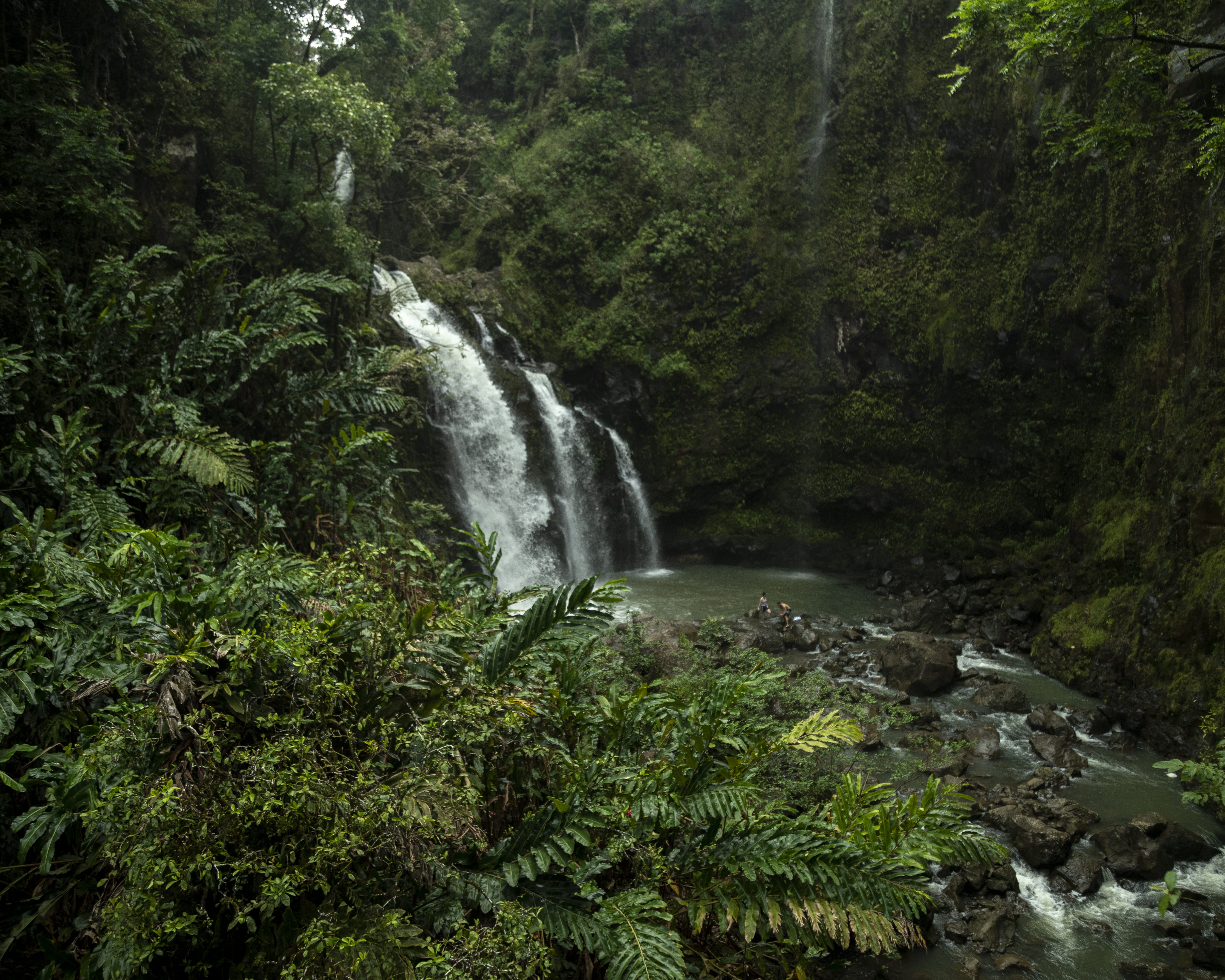 haiku-pauwela, photography, growth, tree, foliage, plant, flora, land, outdoors, no people, waterfall, falling water, united states, forest, jungle, time, HD Wallpaper
