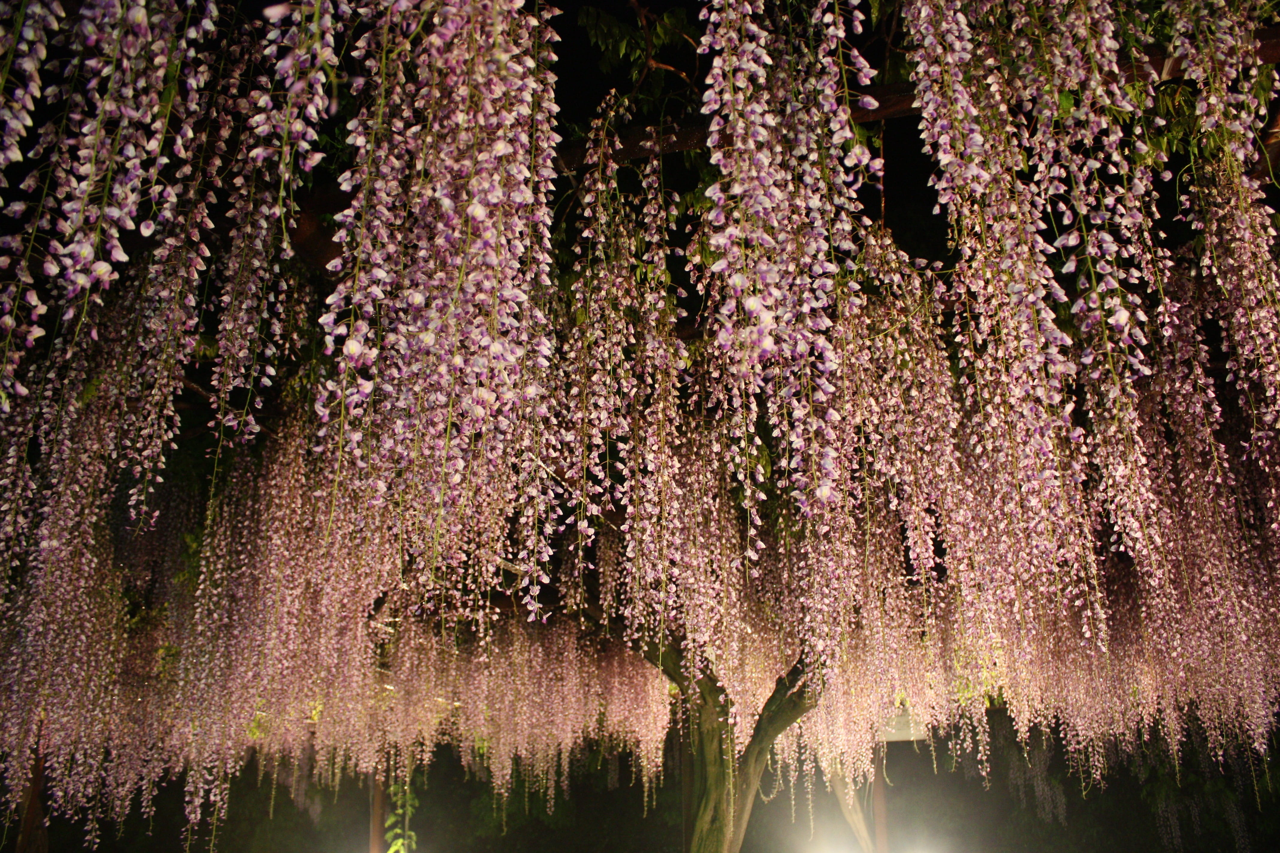 flower, night time, land, night, japanese, outdoors, wisteria trellis, blossom, pine woodland, tranquility, scenics - nature, pink color, plant, agriculture, HD Wallpaper
