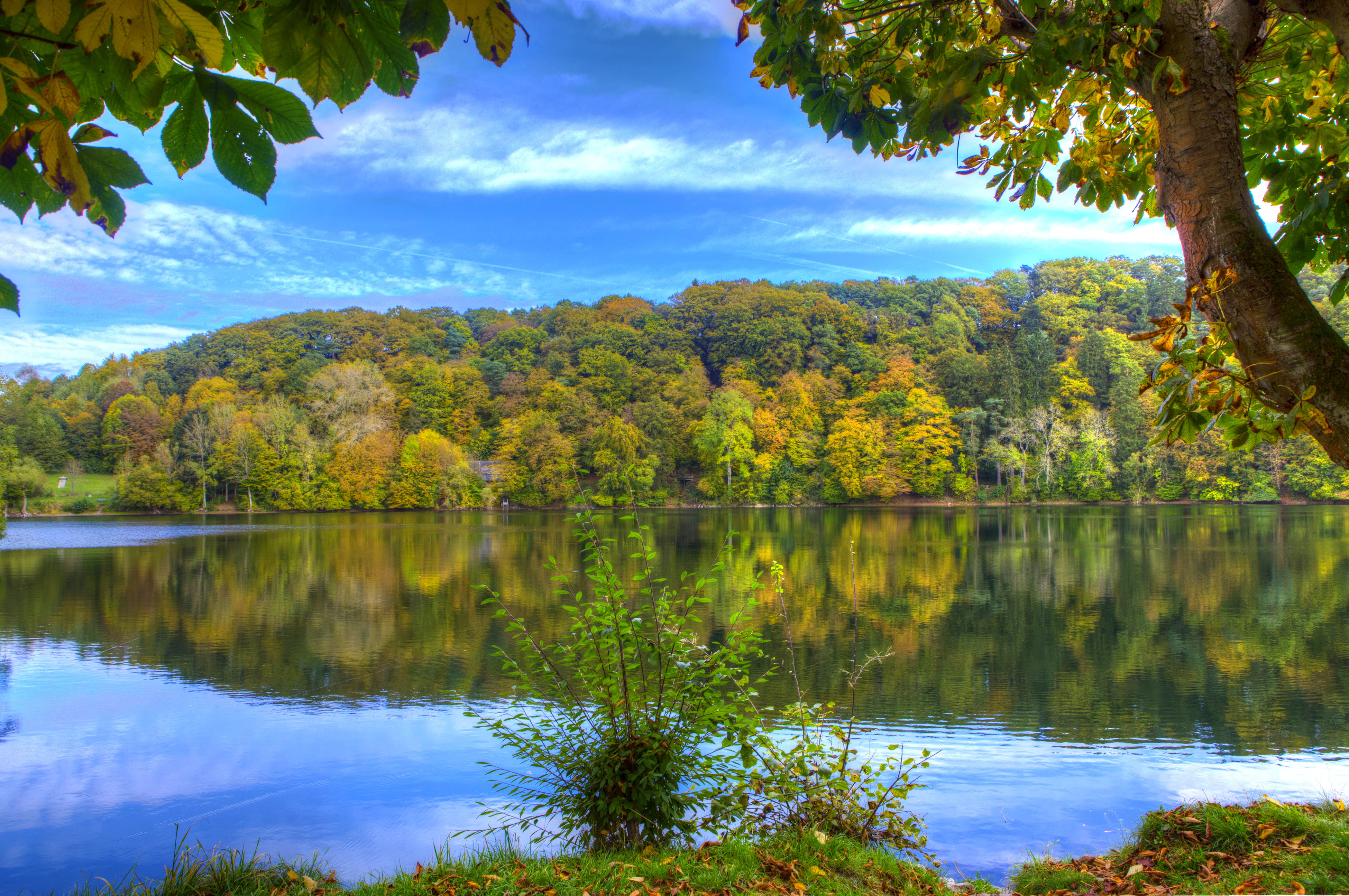 forest, river, lake, body, growth, Elm, day, shore, water, beauty in nature, outdoors, non-urban scene, idyllic, tree, reflection, plant, cloud - sky, HD Wallpaper