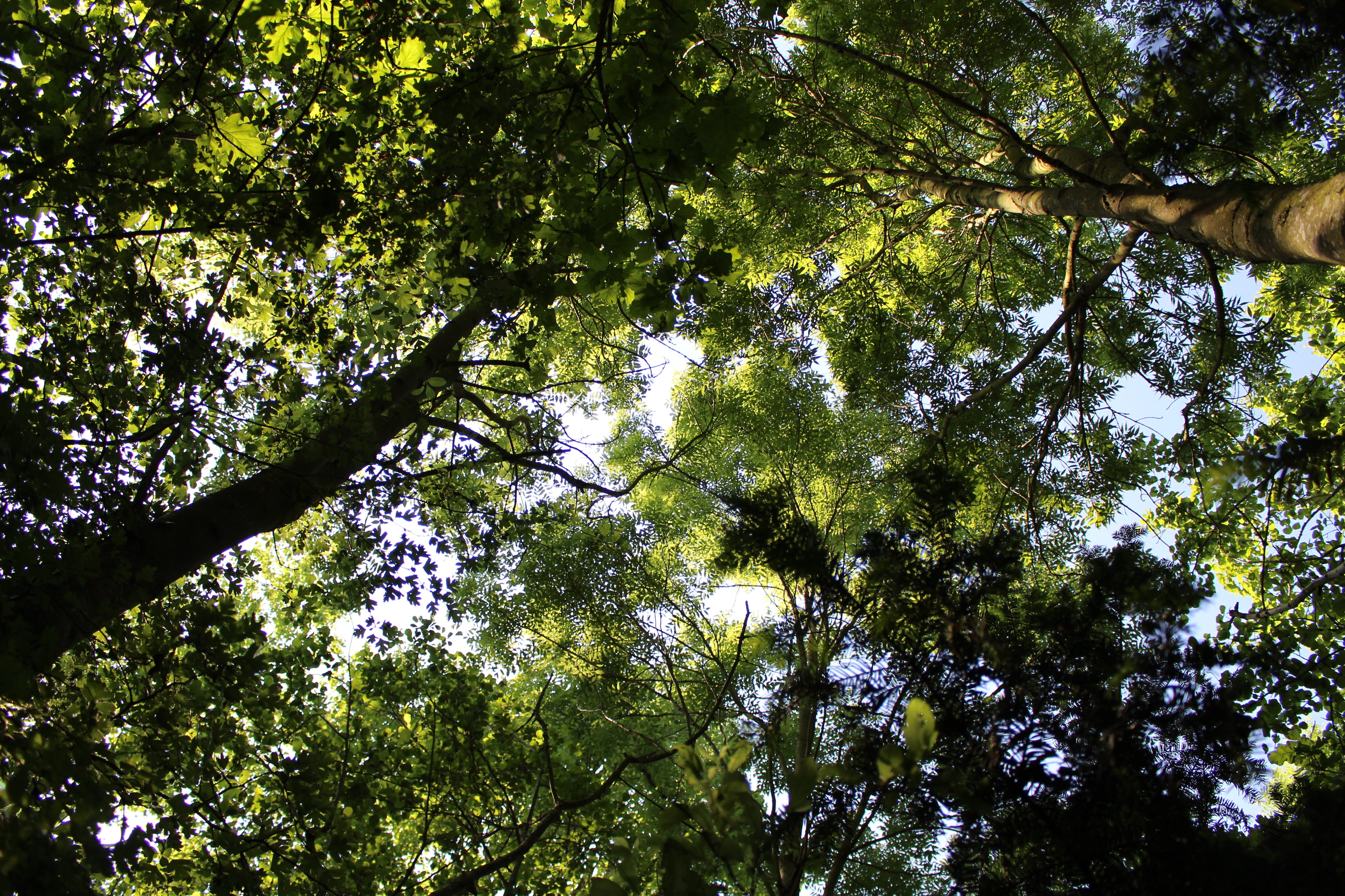 branch, day, trunk, leaves, directly below, outdoors, idyllic, morning, high, no people, environment, tree canopy, tranquility, growth, sky, outdoor, sun, HD Wallpaper