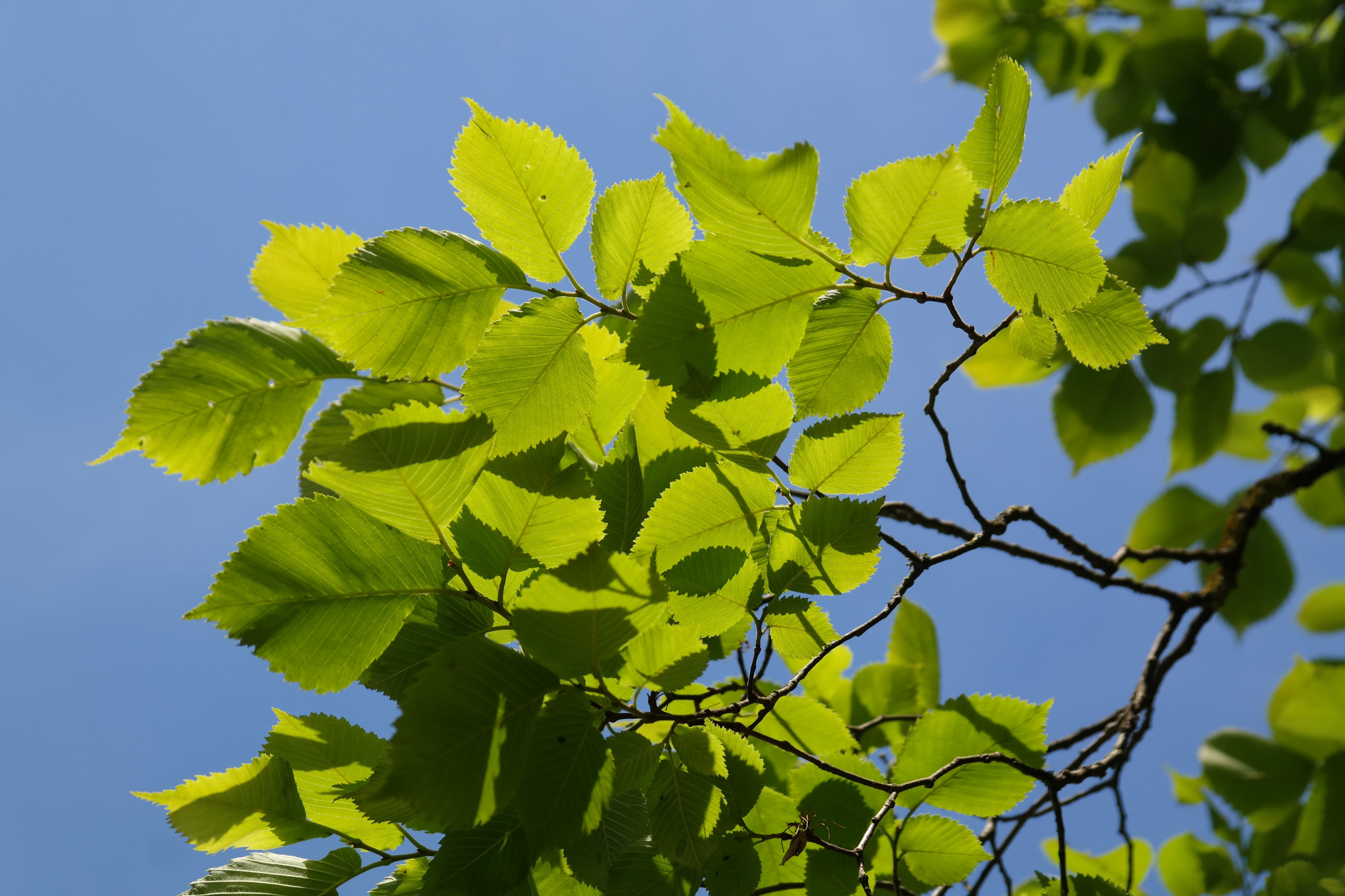 outdoors, Leaves, no people, ulmus scabra, growth, leaves, plant, Mountain, beauty in nature, plant part, green, 5K, Green, blue, focus on foreground, HD Wallpaper
