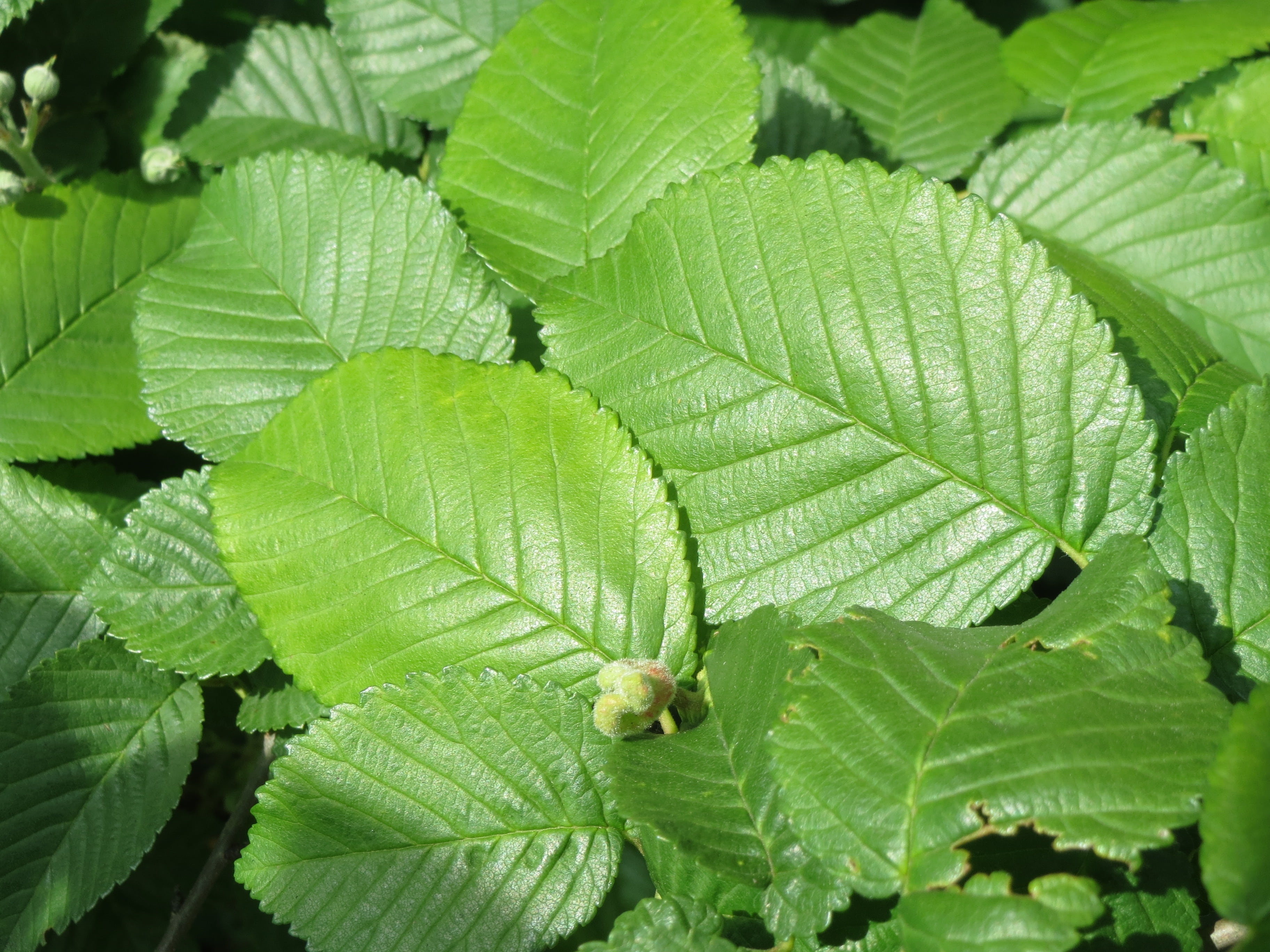 close-up, ulmus minor, leaf vein, 2K, plant part, no people, leaf, macro, day, backgrounds, leaves, green Color, growth, nature, plant, high angle view, HD Wallpaper
